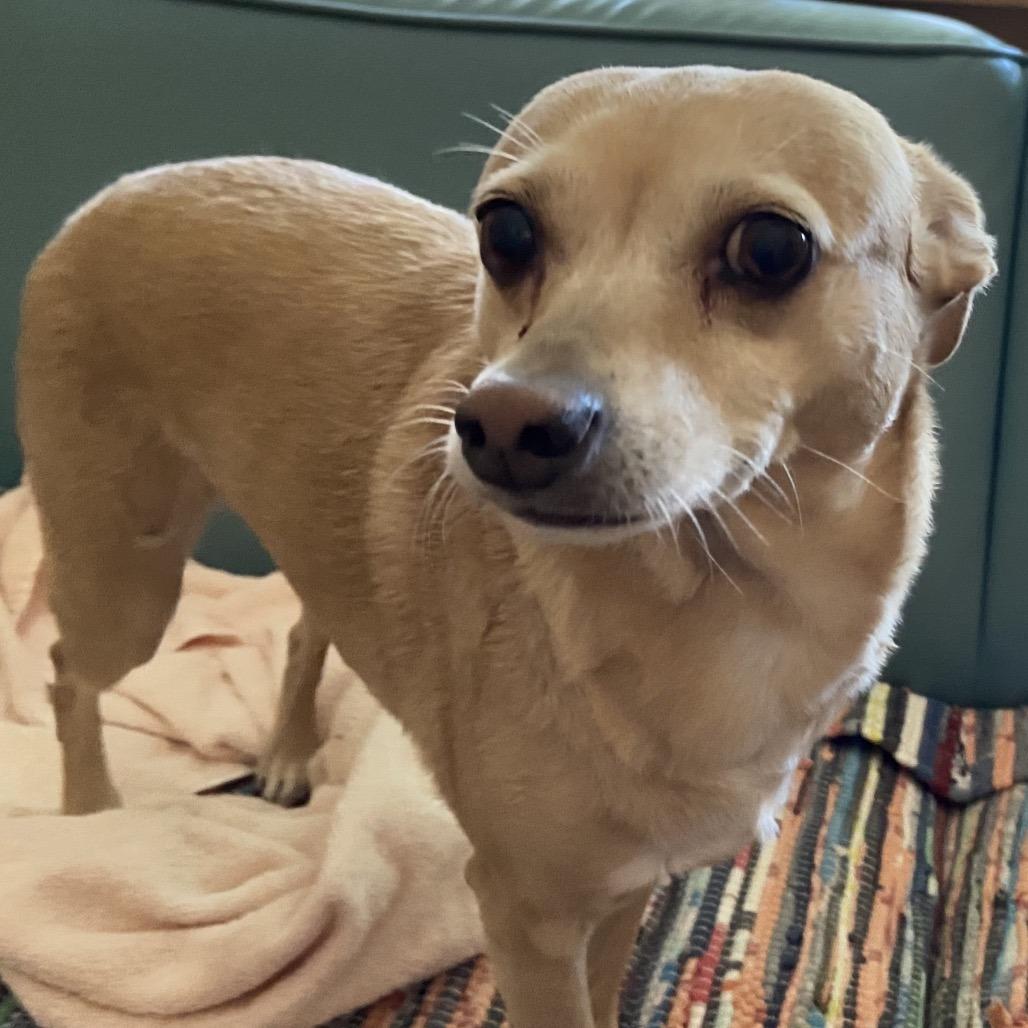 Trinity, ADOPTABLE, Senior Female Chihuahua.