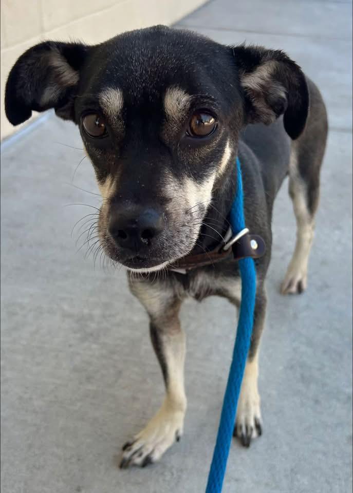 JUNA, a Adoptable mixed breed in El Segundo, CA image 3/6