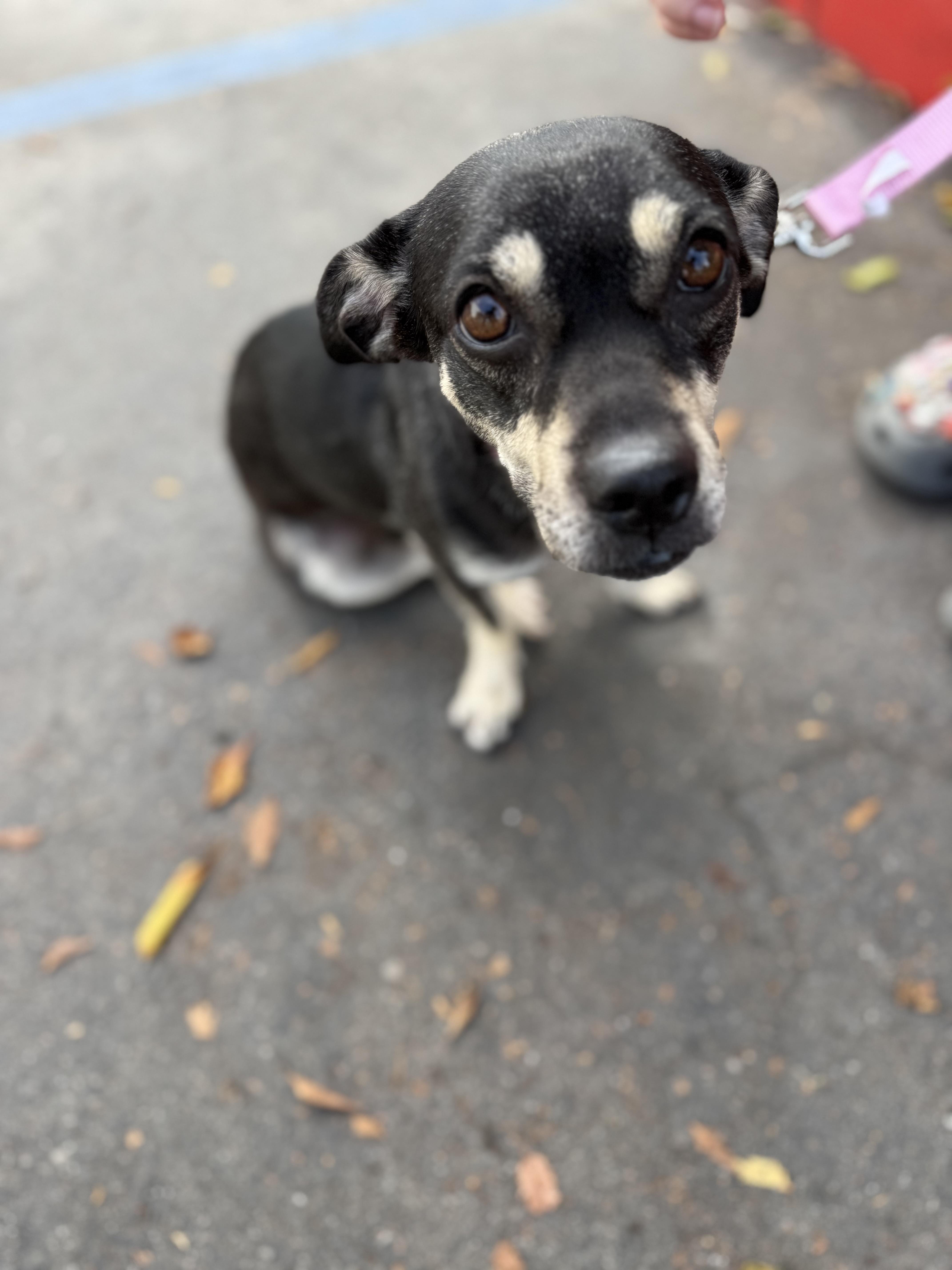 JUNA, a Adoptable mixed breed in El Segundo, CA image 1/6