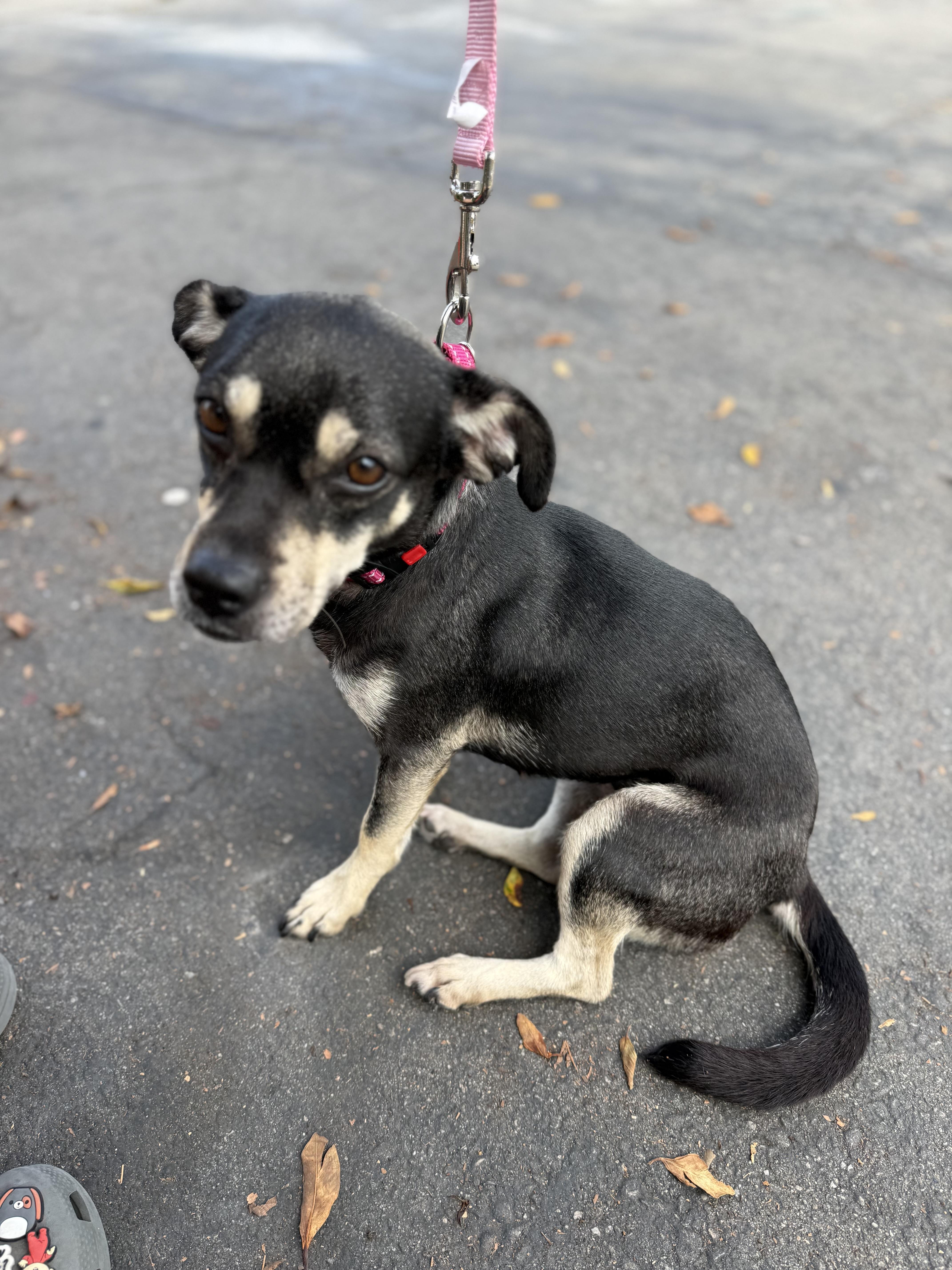 JUNA, a Adoptable mixed breed in El Segundo, CA image 2/6