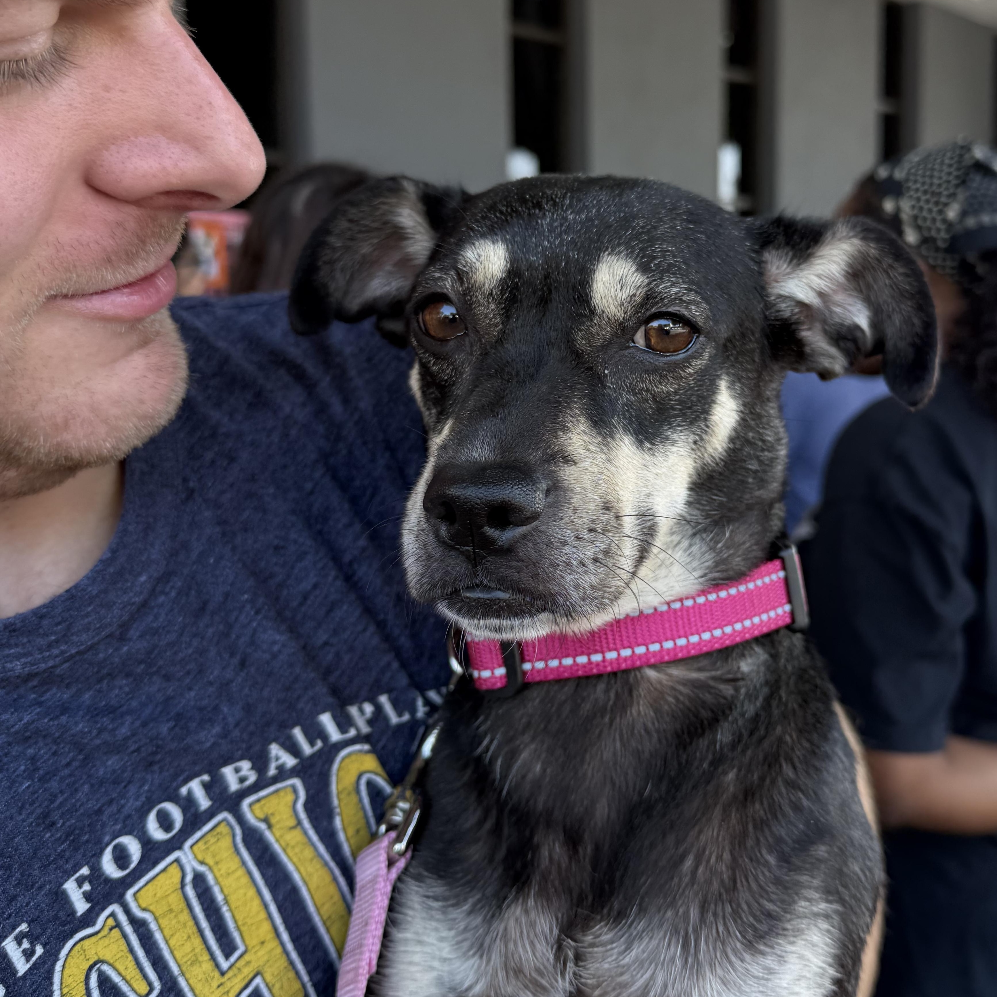 JUNA, a Adoptable mixed breed in El Segundo, CA image 5/6