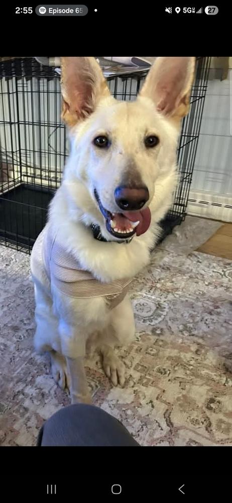 Champ III, Adopted, Adult Male German Shepherd Dog.