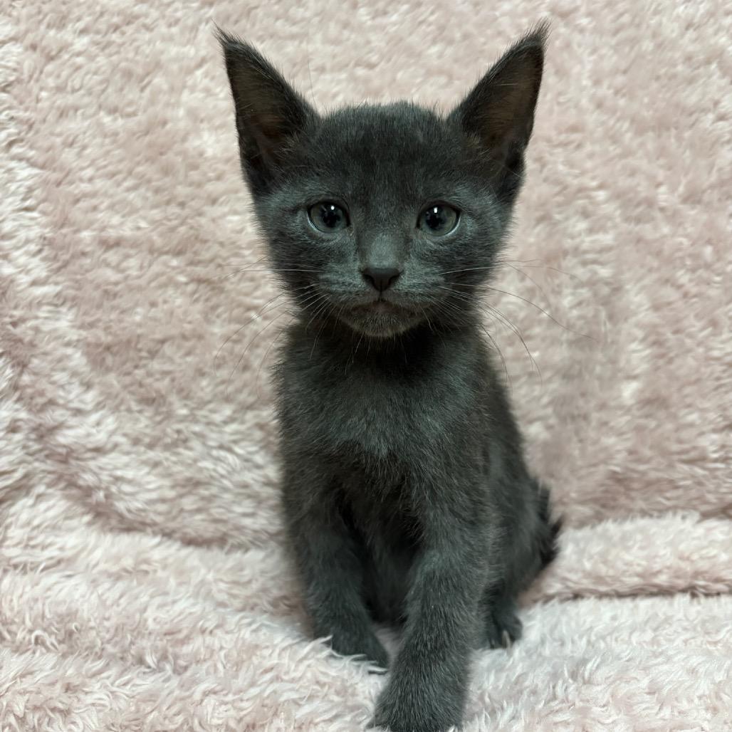 Mango, Adoptable, Kitten Male Domestic Short Hair & Domestic Short Hair.