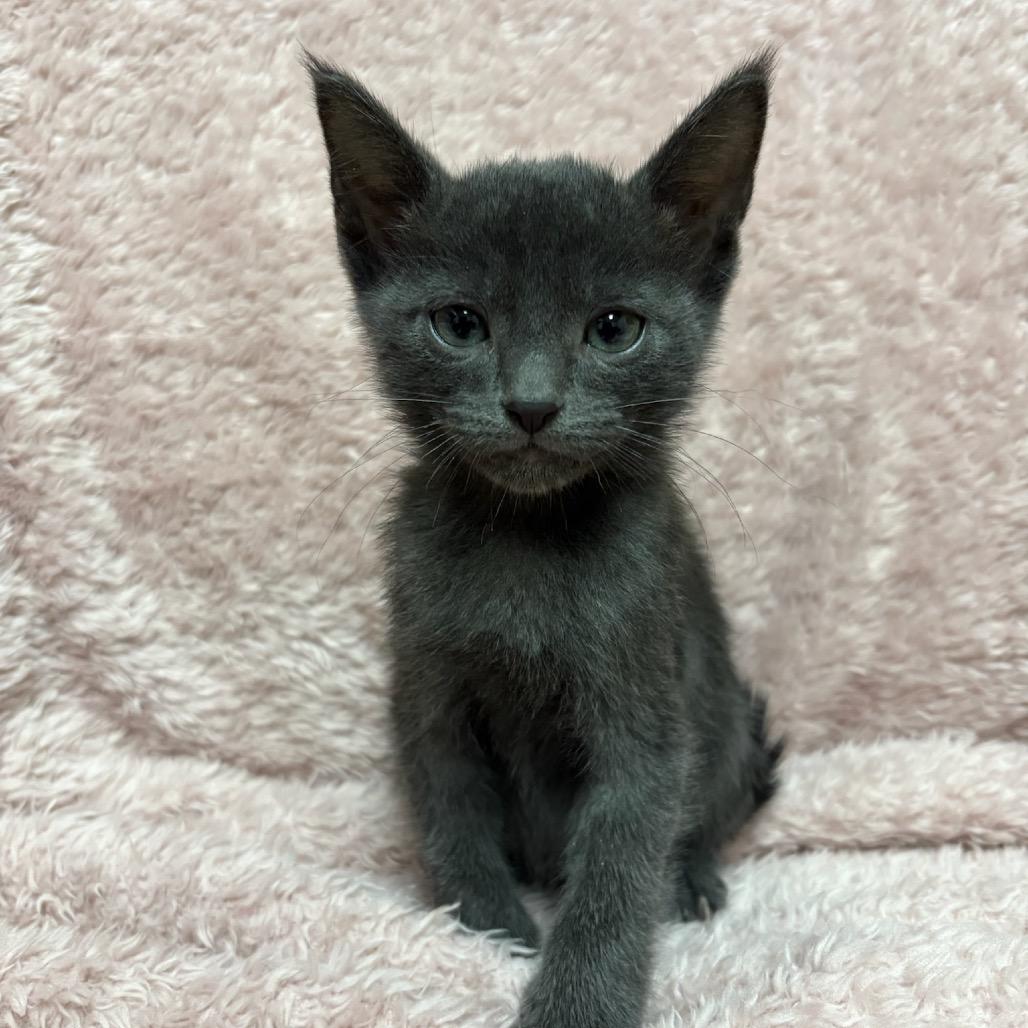 Enlarge Mango, a Adoptable mixed breed in Fort Collins, CO image 2/4