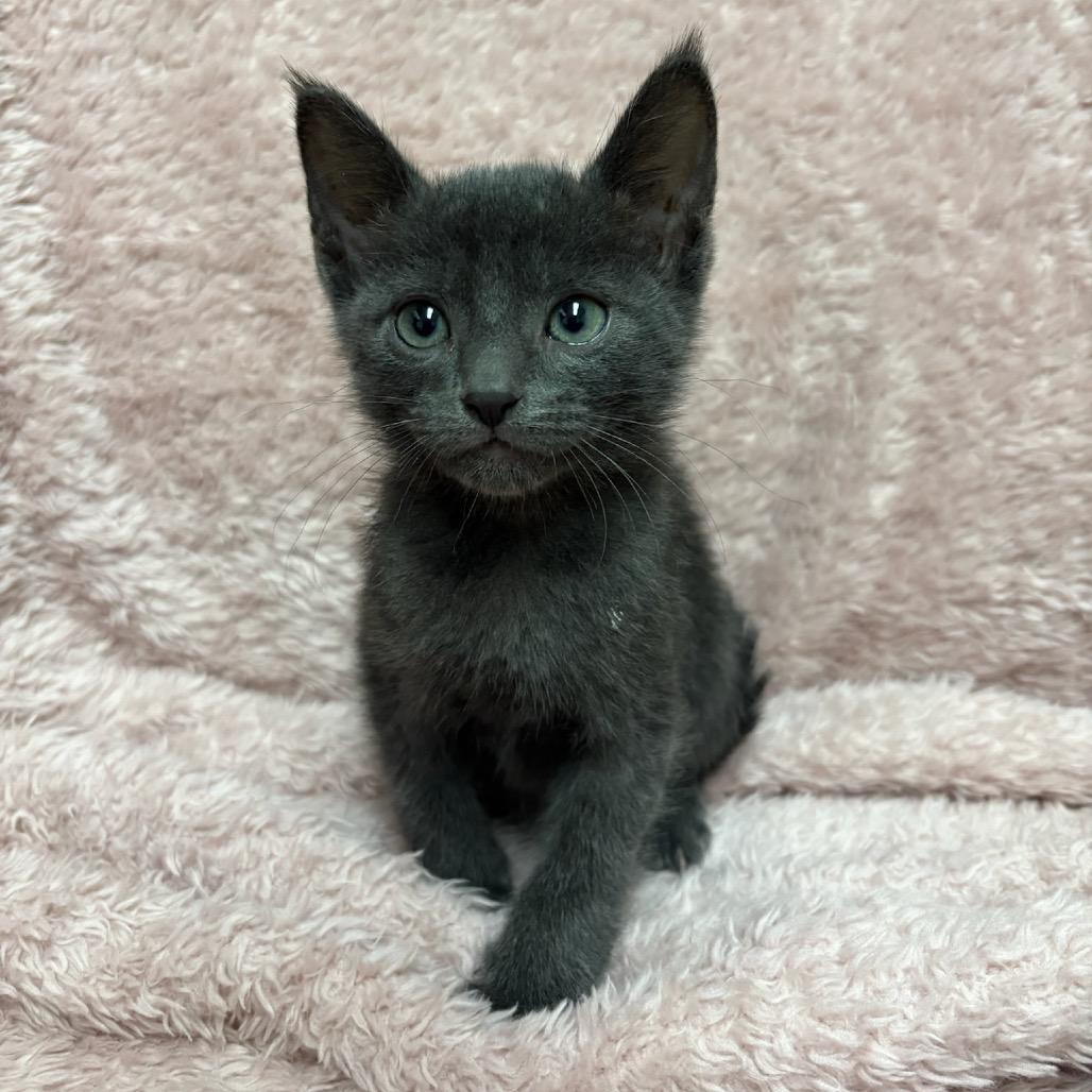 Enlarge Mango, a Adoptable mixed breed in Fort Collins, CO image 3/4