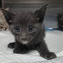 Enlarge Mango, a Adoptable mixed breed in Fort Collins, CO image 4/4