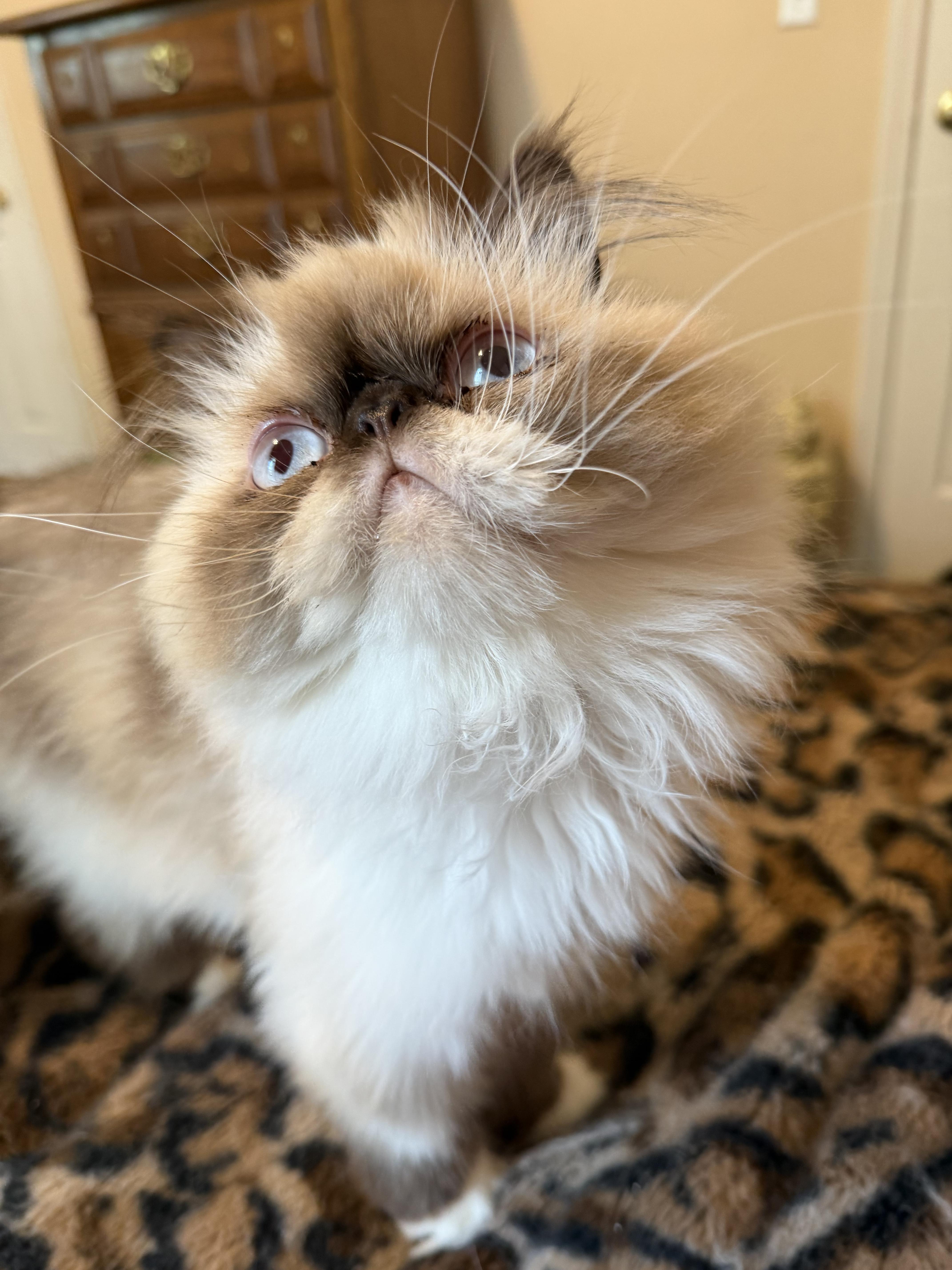 BAILEY, adopted, Young Male Himalayan.