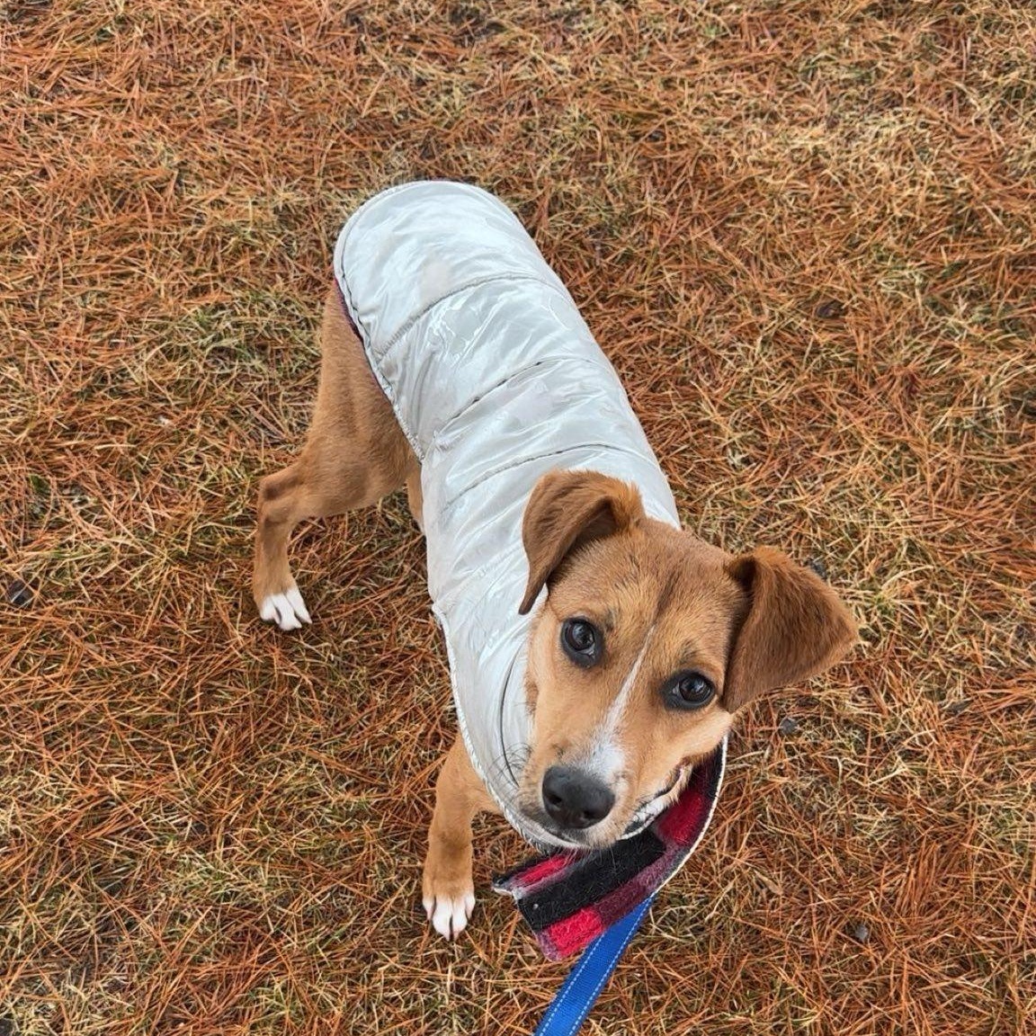 Enlarge Cinnamon, a ADOPTABLE mixed breed in Woodstock, ON image 2/6