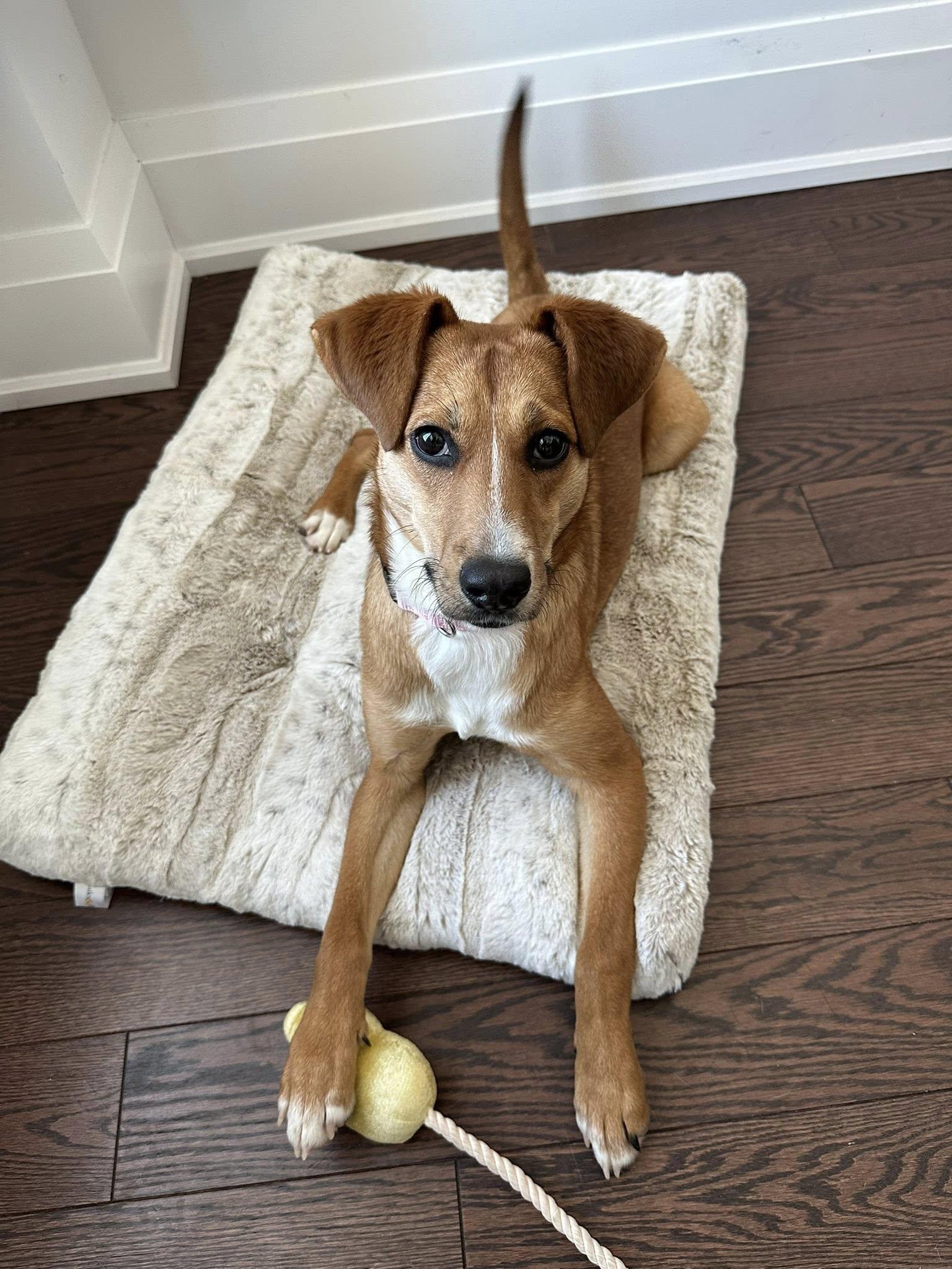 Enlarge Cinnamon, a ADOPTABLE mixed breed in Woodstock, ON image 6/6