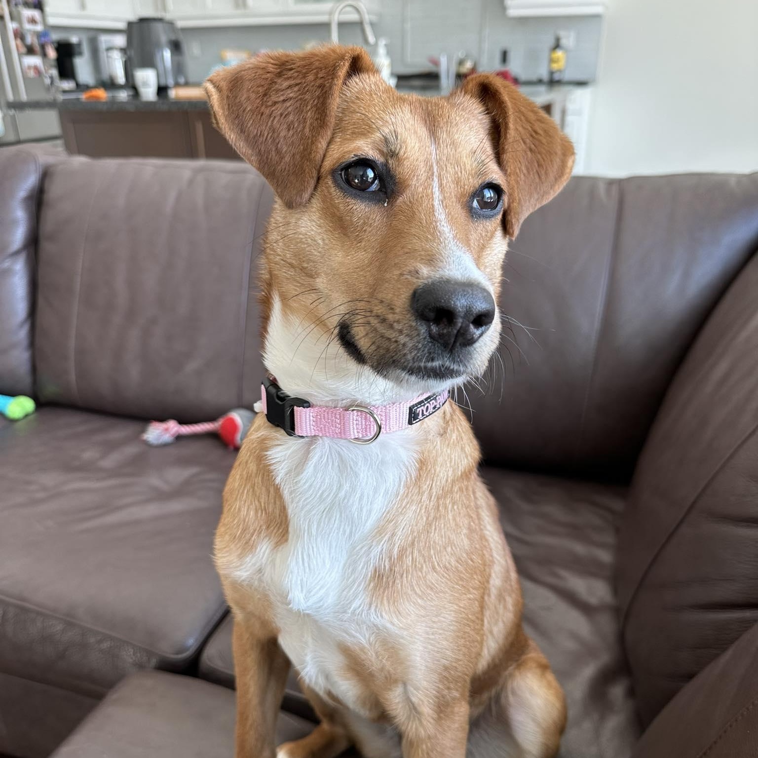 Enlarge Cinnamon, a ADOPTABLE mixed breed in Woodstock, ON image 1/6