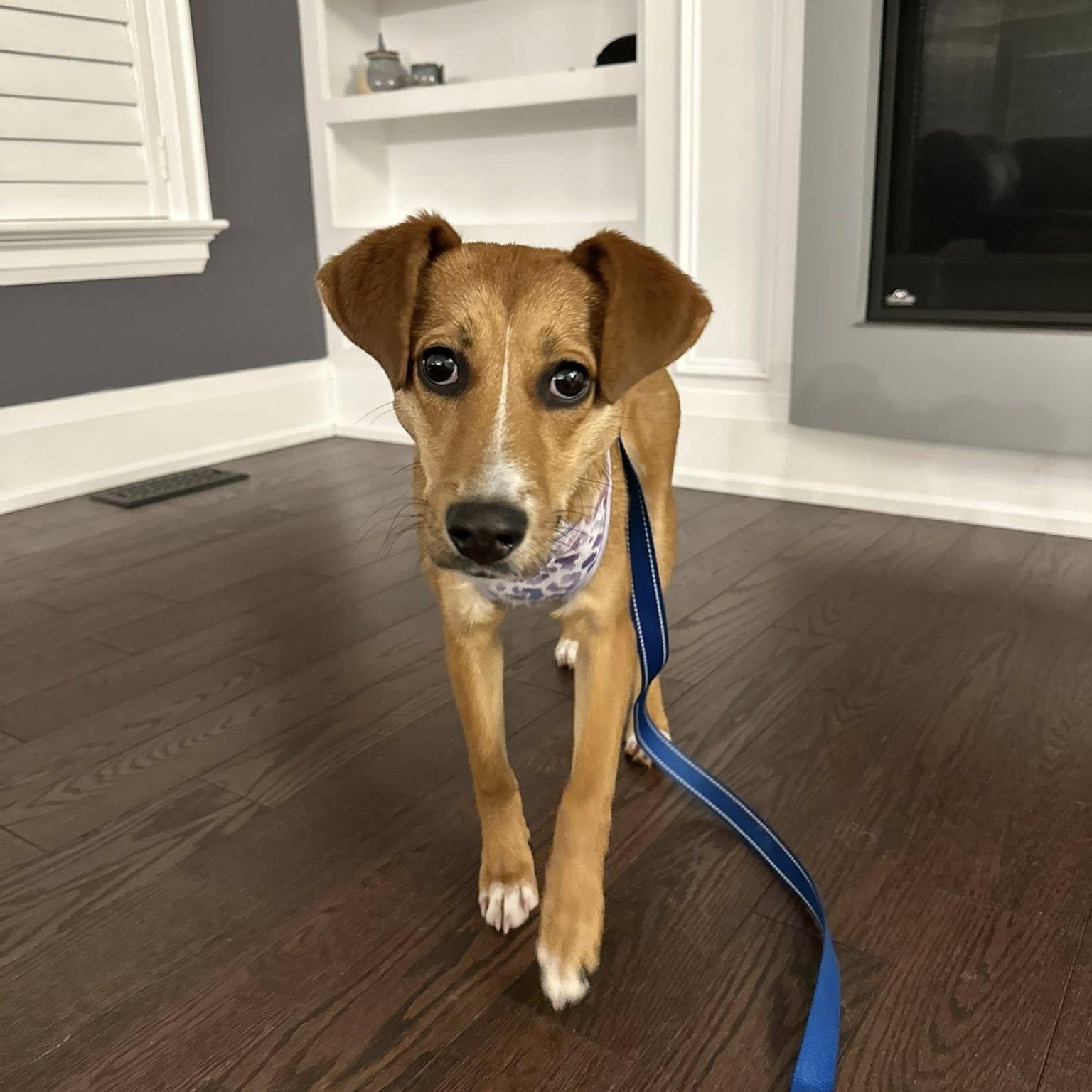 Enlarge Cinnamon, a ADOPTABLE mixed breed in Woodstock, ON image 3/6