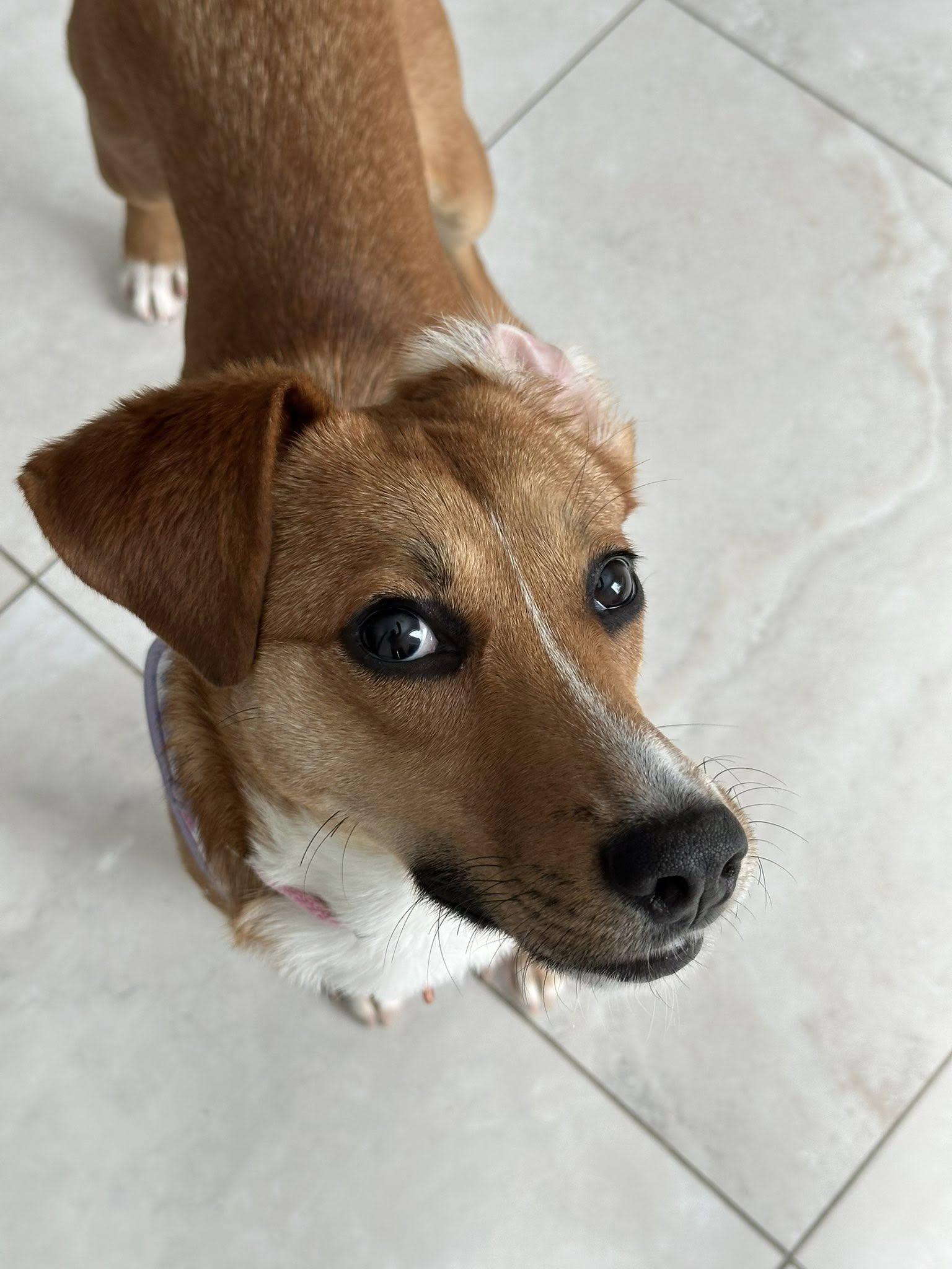 Enlarge Cinnamon, a ADOPTABLE mixed breed in Woodstock, ON image 4/6