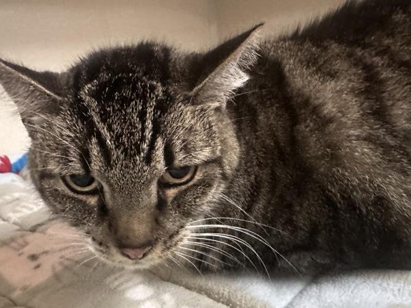 Lily, Adoptable, Adult Female Domestic Short Hair.