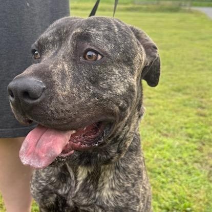 Chase, Adoptable, Young Male Neapolitan Mastiff & Pit Bull Terrier.