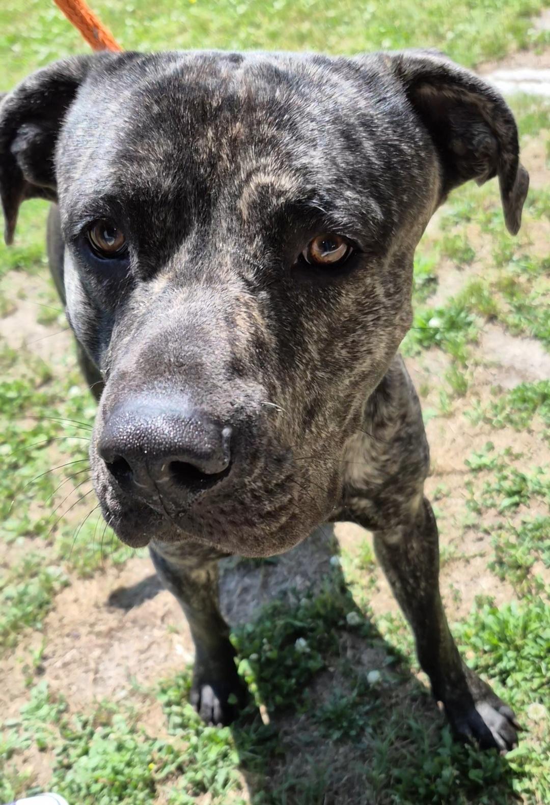 Enlarge Chase, a Adoptable mixed breed in Chesapeake, VA image 2/6