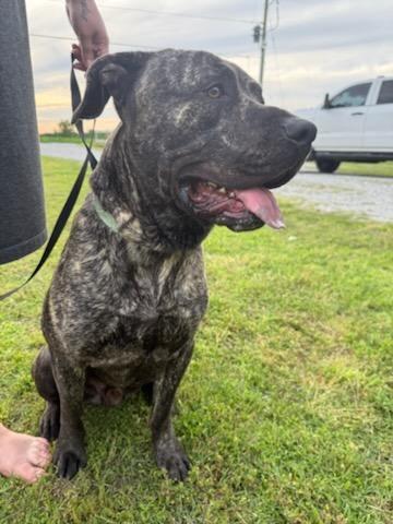 Enlarge Chase, a Adoptable mixed breed in Chesapeake, VA image 3/6