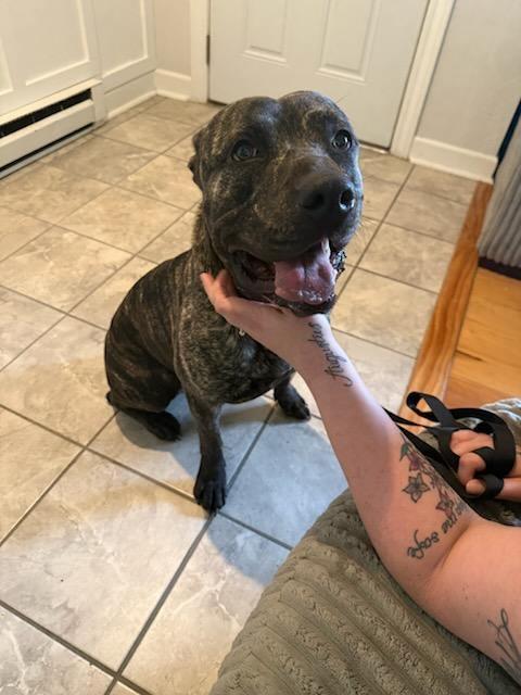 Enlarge Chase, a Adoptable mixed breed in Chesapeake, VA image 4/6