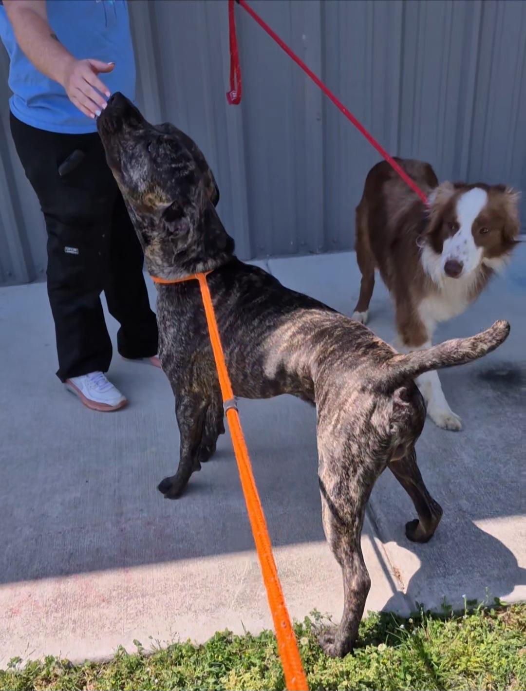 Enlarge Chase, a Adoptable mixed breed in Chesapeake, VA image 5/6