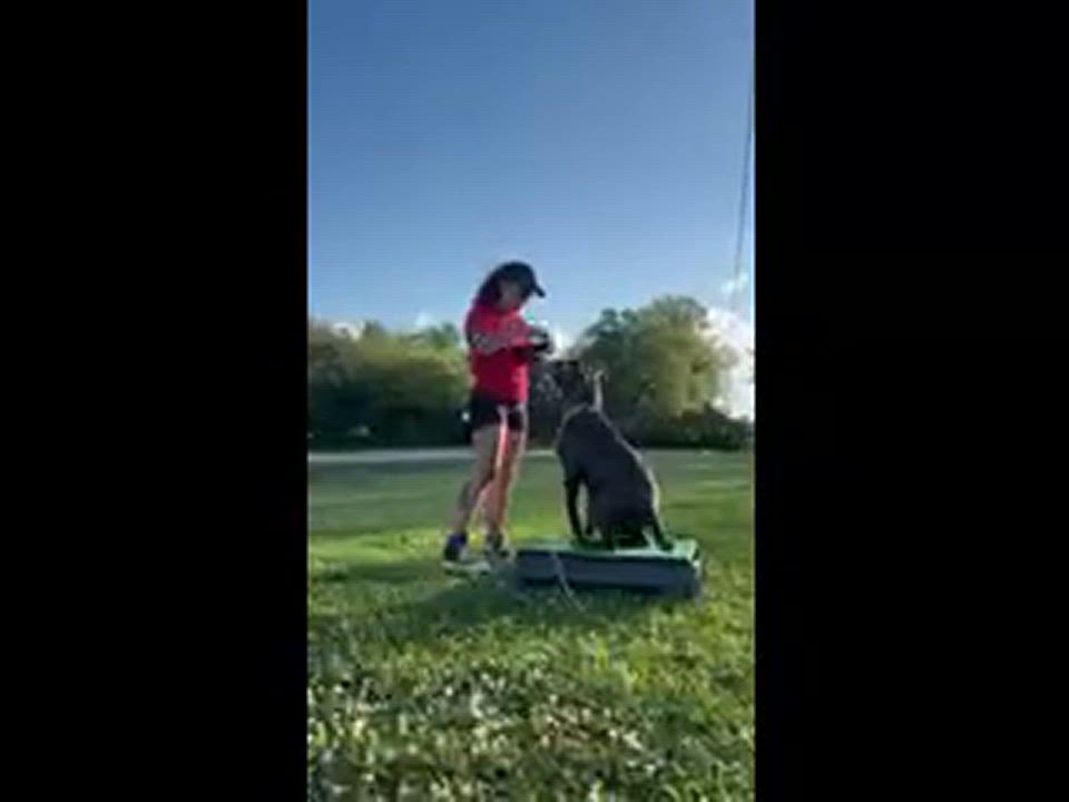 Enlarge Chase, a Adoptable mixed breed in Chesapeake, VA video 6/6