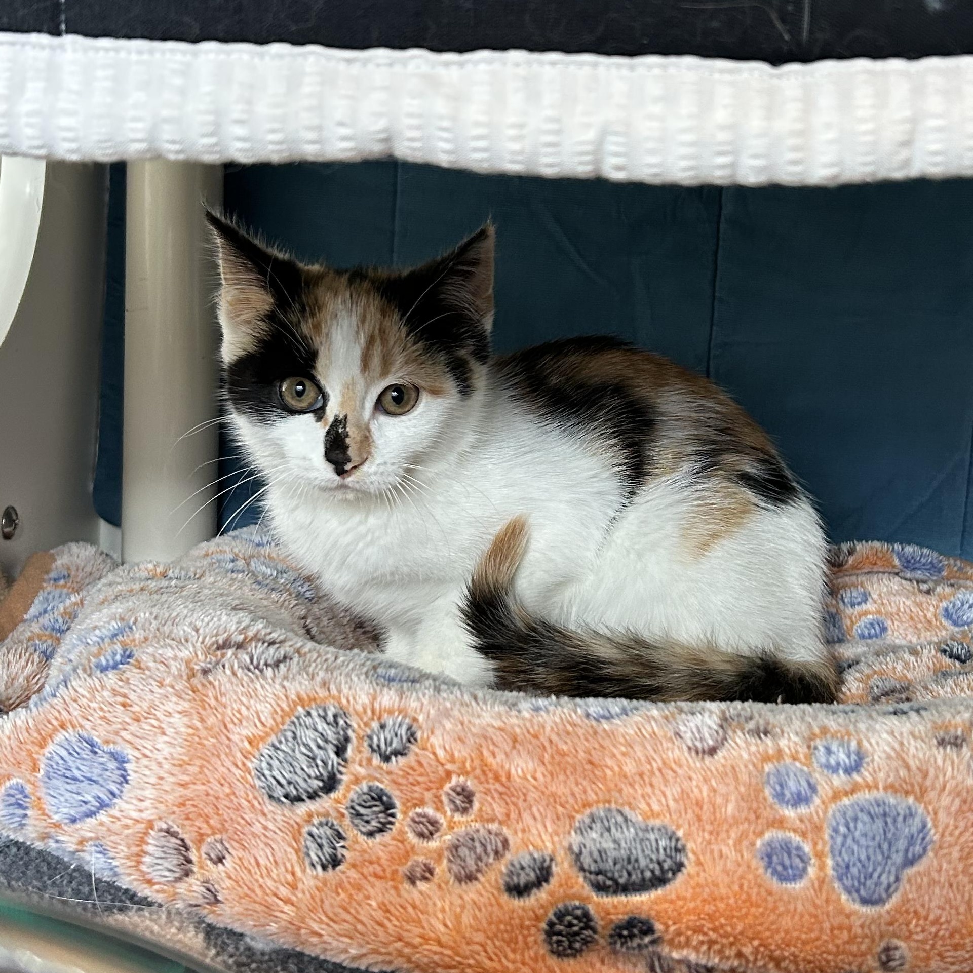 Merida, ADOPTABLE, Kitten Female Domestic Short Hair.