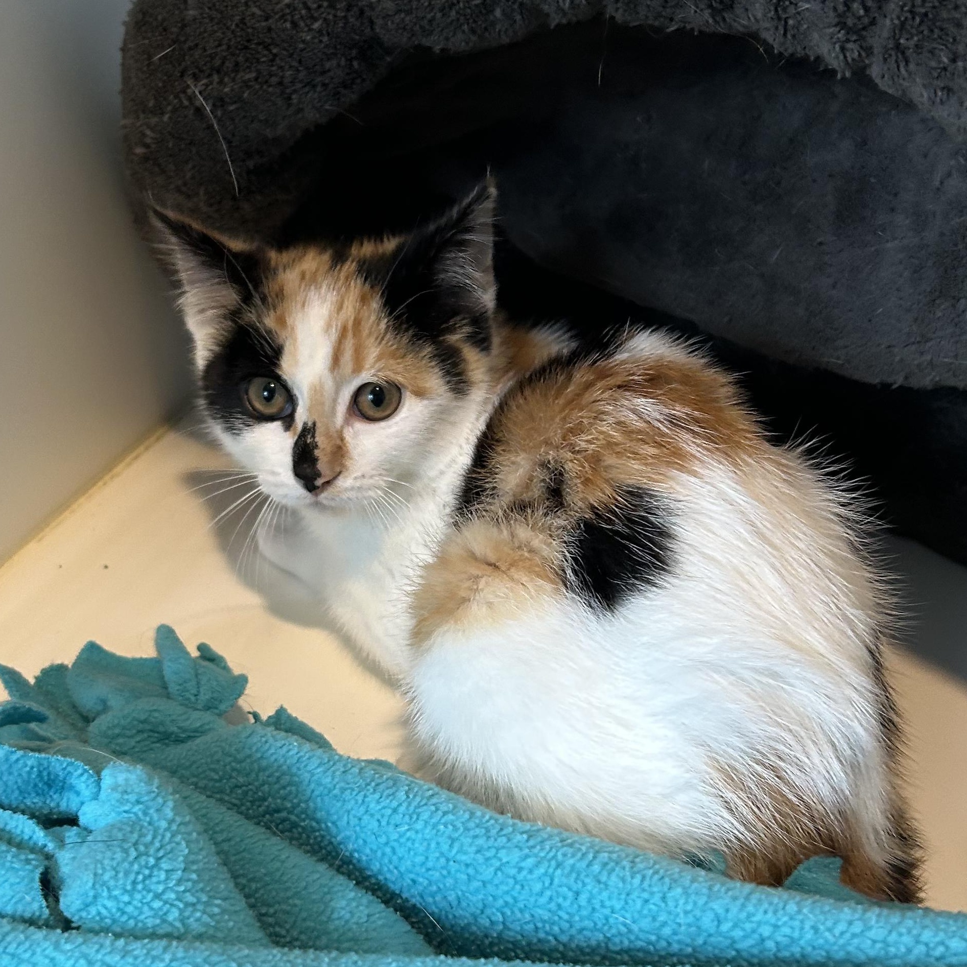 Merida, a ADOPTABLE Domestic Short Hair in Ely, MN image 2/2