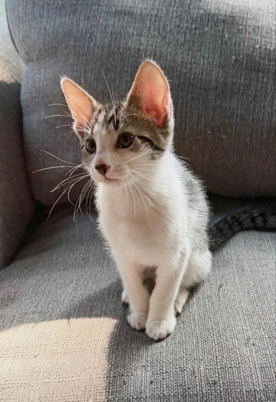 Frodo, Adopted, Young Male Domestic Short Hair.