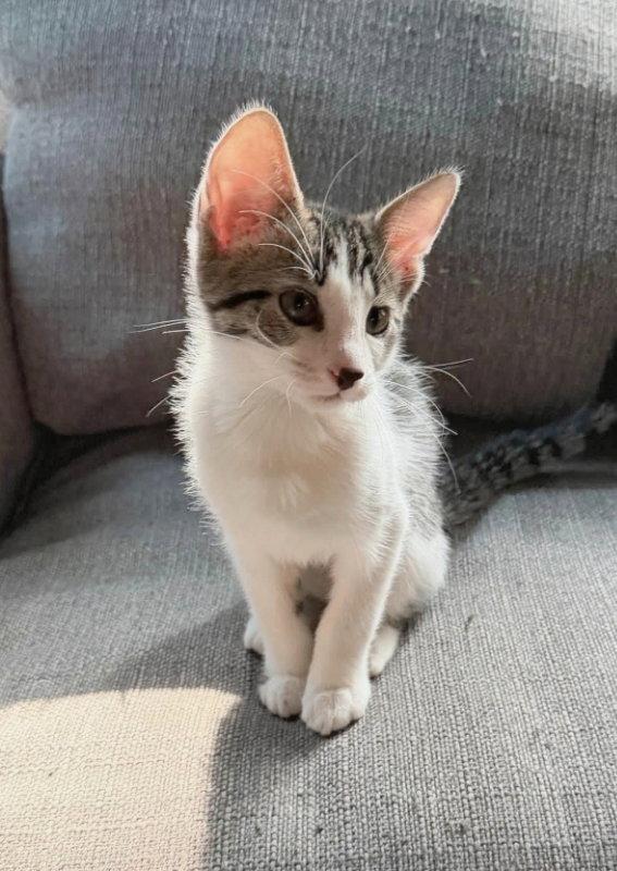 Enlarge Frodo, a Adopted Domestic Short Hair in Knoxville, TN image 2/3