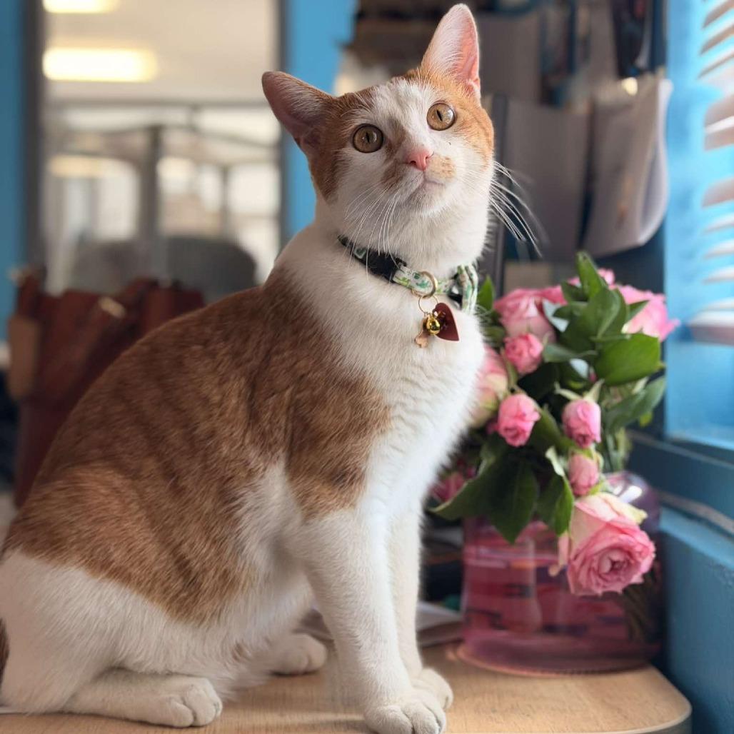 Banana Pudding, Adoptable, Young Male Domestic Short Hair.
