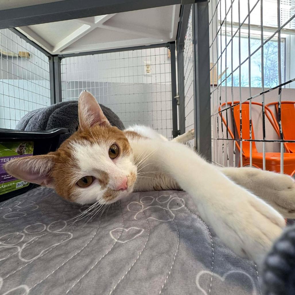 Banana Pudding, a Adoptable Domestic Short Hair in Edwardsville, IL image 2/6
