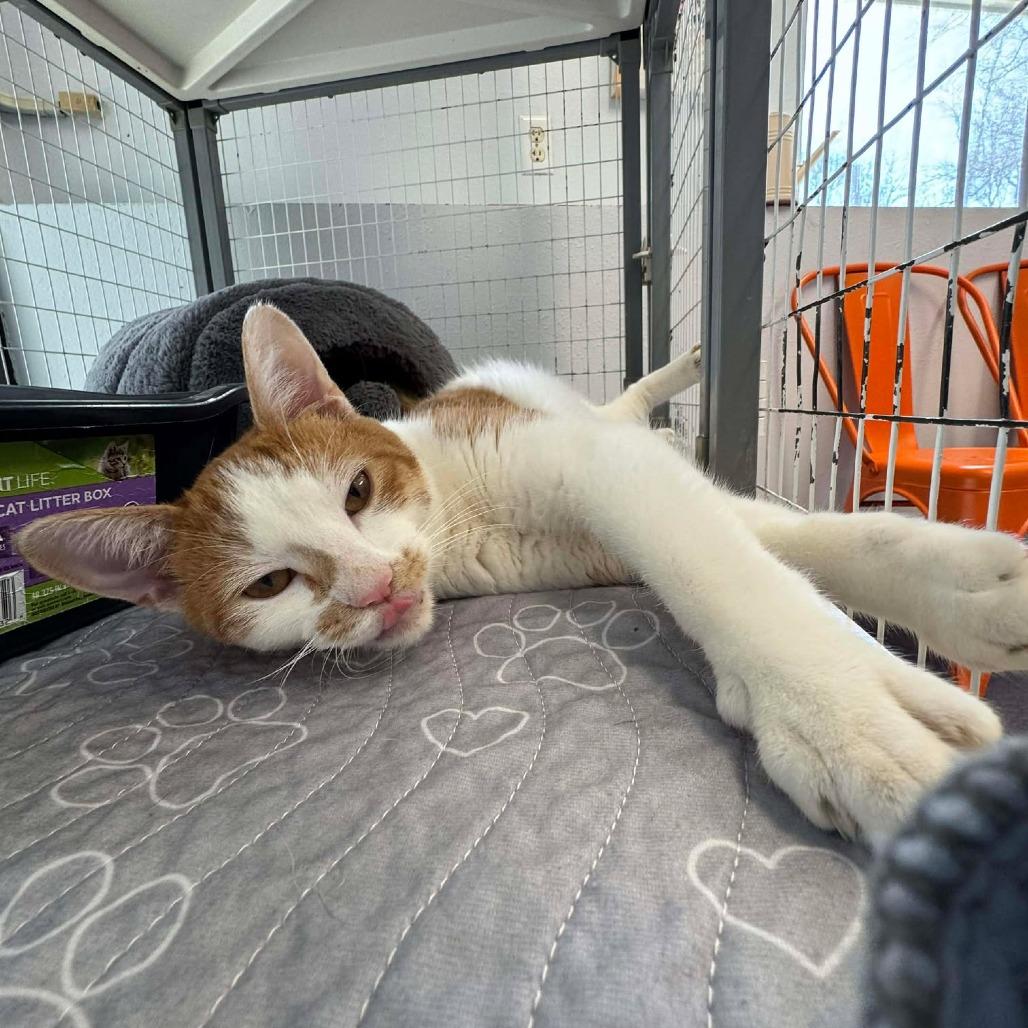 Banana Pudding, a Adoptable Domestic Short Hair in Edwardsville, IL image 3/6