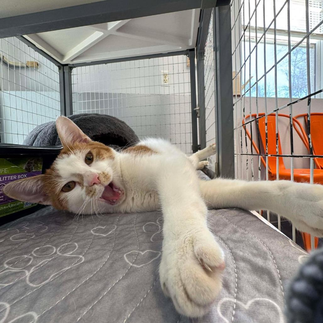 Banana Pudding, a Adoptable Domestic Short Hair in Edwardsville, IL image 6/6
