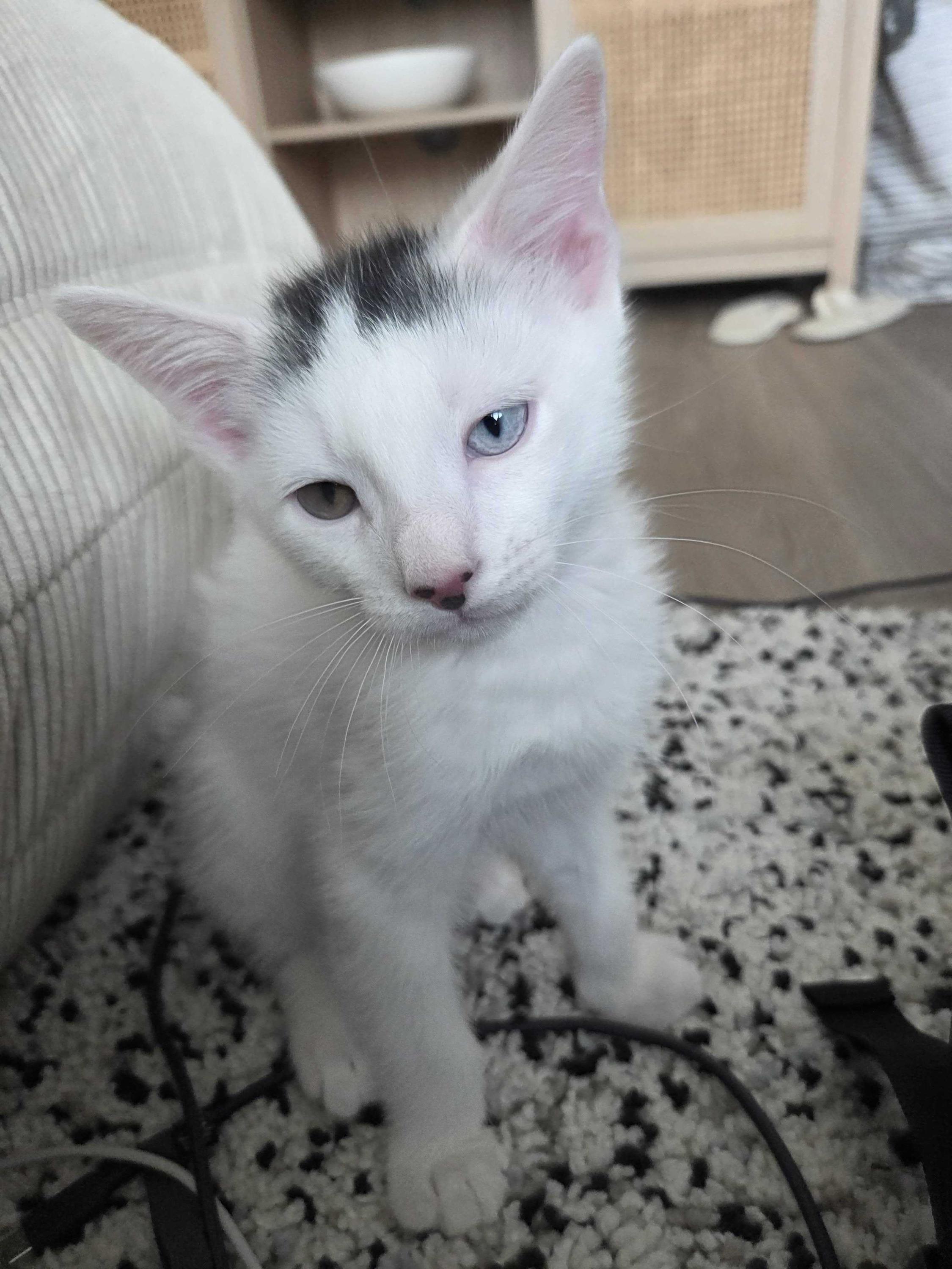 Enlarge Marble Cake (Bonded to Red Velvet cake), an adopted Domestic Short Hair in Long Island City, NY image 2/3
