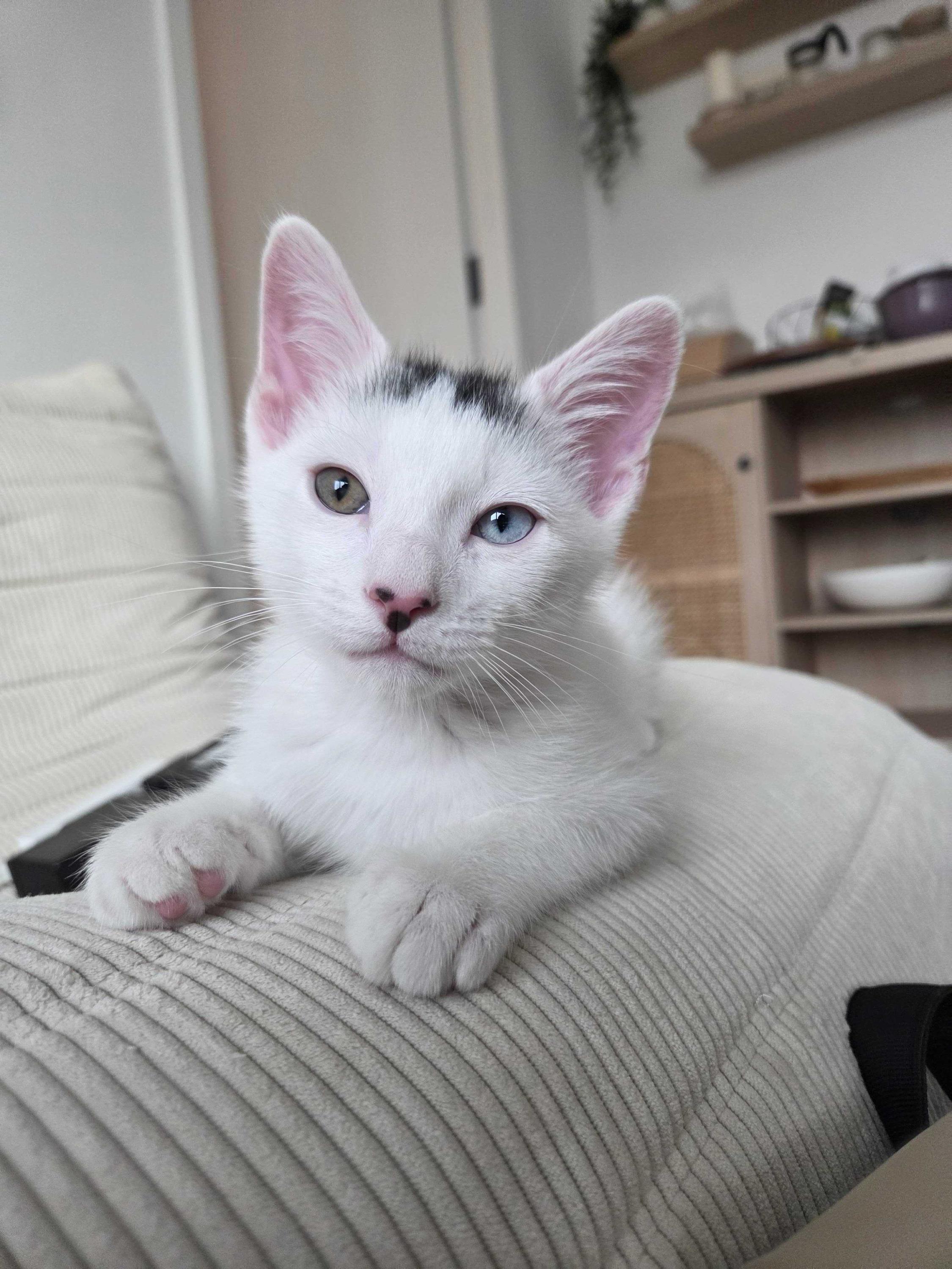 Enlarge Marble Cake (Bonded to Red Velvet cake), an adopted Domestic Short Hair in Long Island City, NY image 1/3