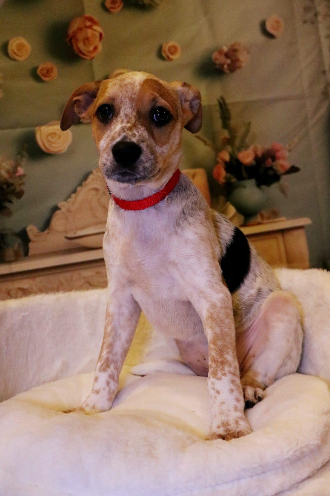 Dog for adoption Sadie, an Australian Cattle Dog / Blue Heeler