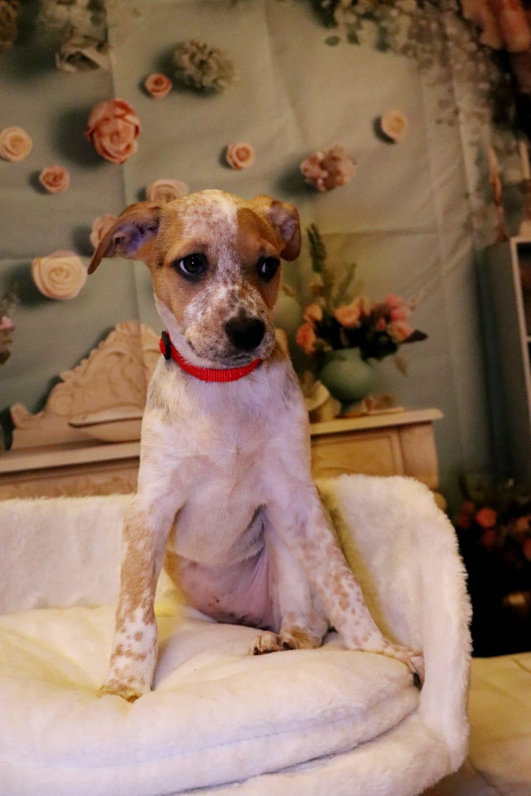 Dog for adoption Sadie, an Australian Cattle Dog / Blue Heeler