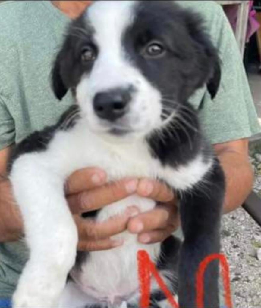 Enlarge *adoption pending Checkers, a Adopted Border Collie in Leander, TX image 1/1