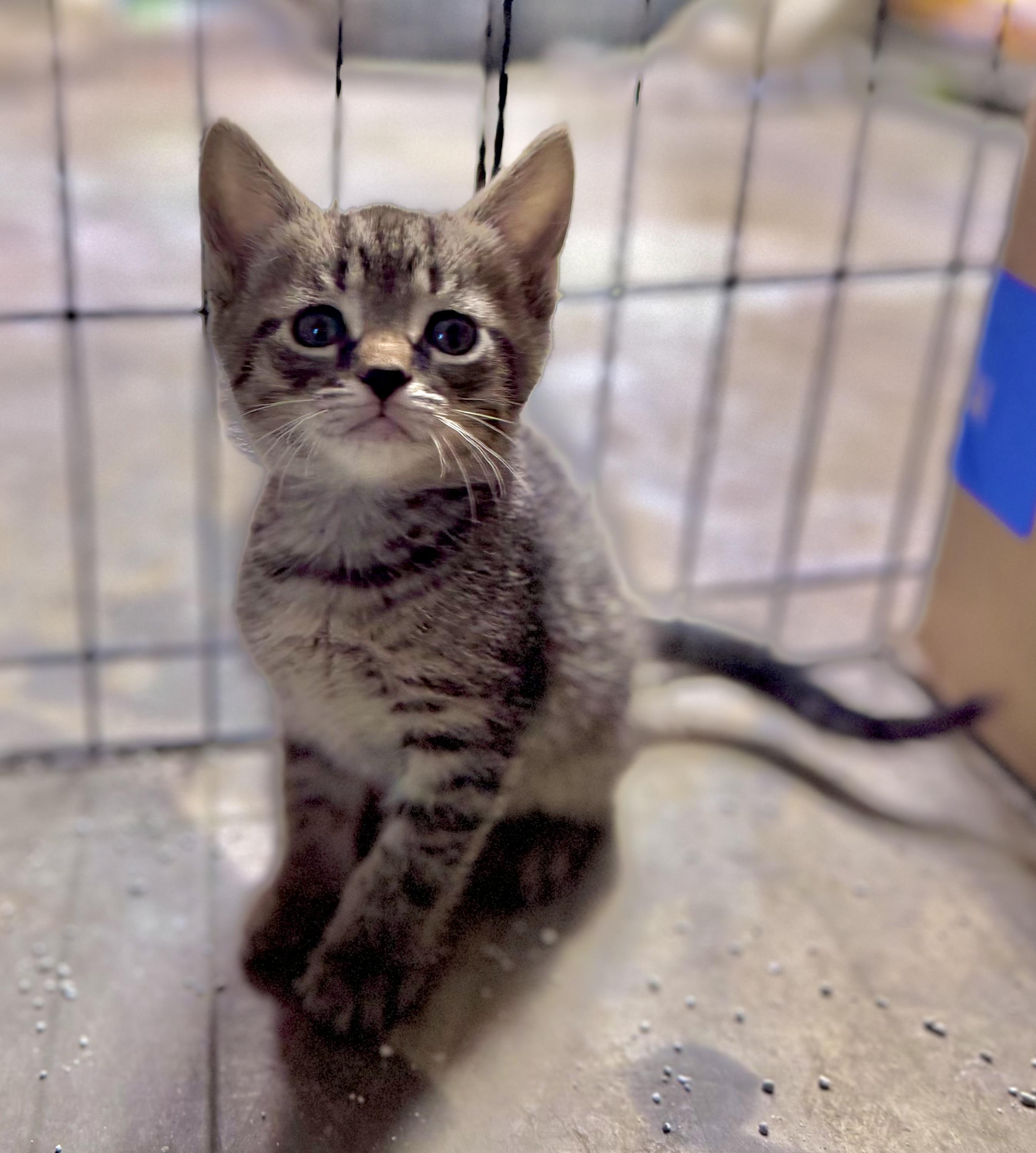 Gourdy, adopted, Kitten Male Domestic Short Hair.