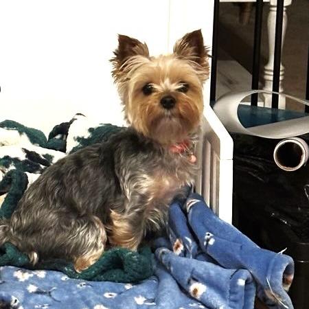 Cony, Adoptable, Adult Female Yorkshire Terrier.
