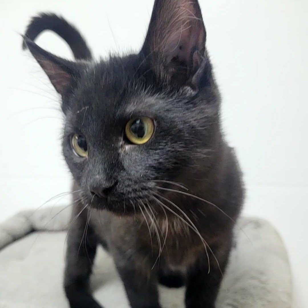 Draven, adopted, Kitten Male Domestic Short Hair.