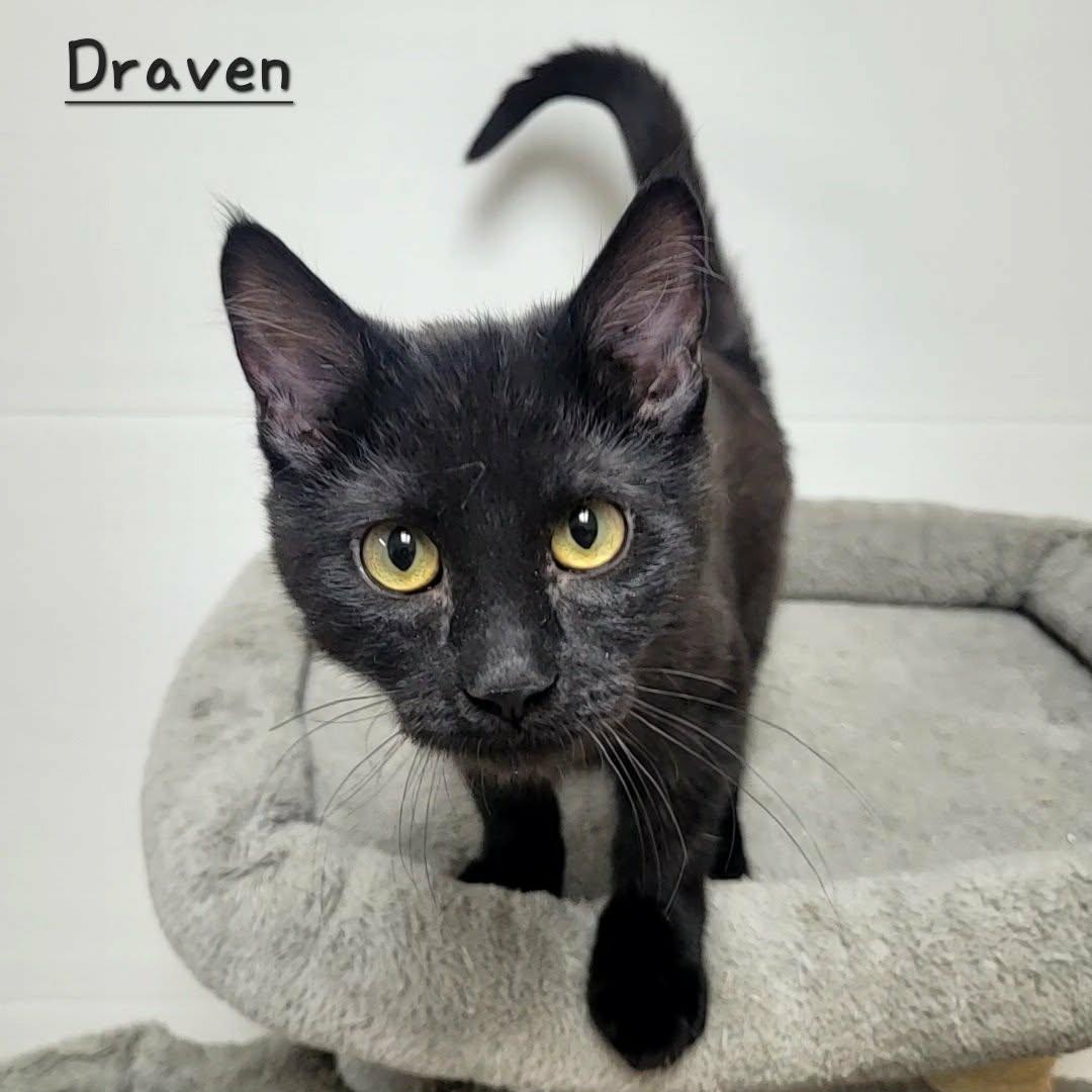 Enlarge Draven, an adopted Domestic Short Hair in Rushville, IL image 2/2