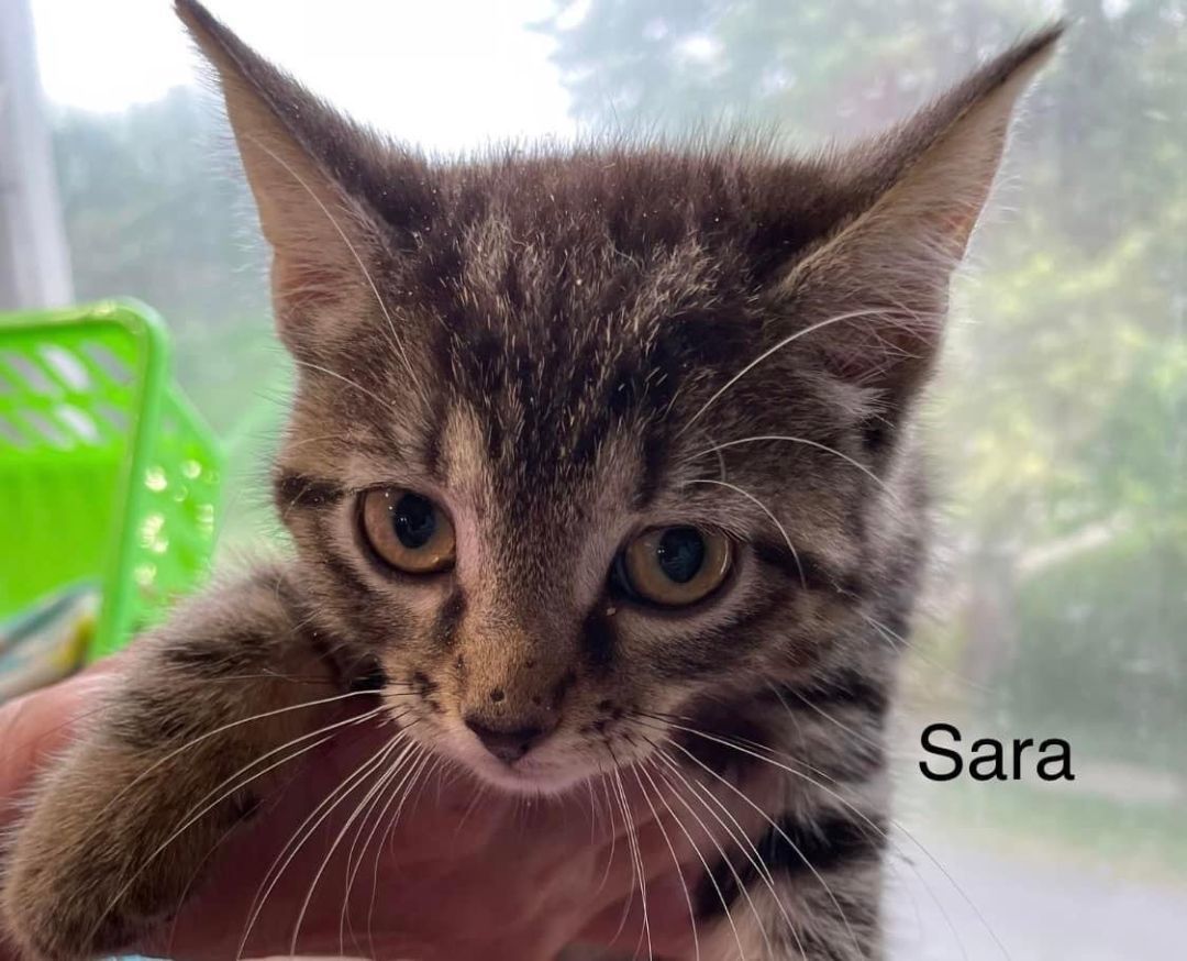 Sara, Adoptable, Kitten Female Domestic Short Hair.