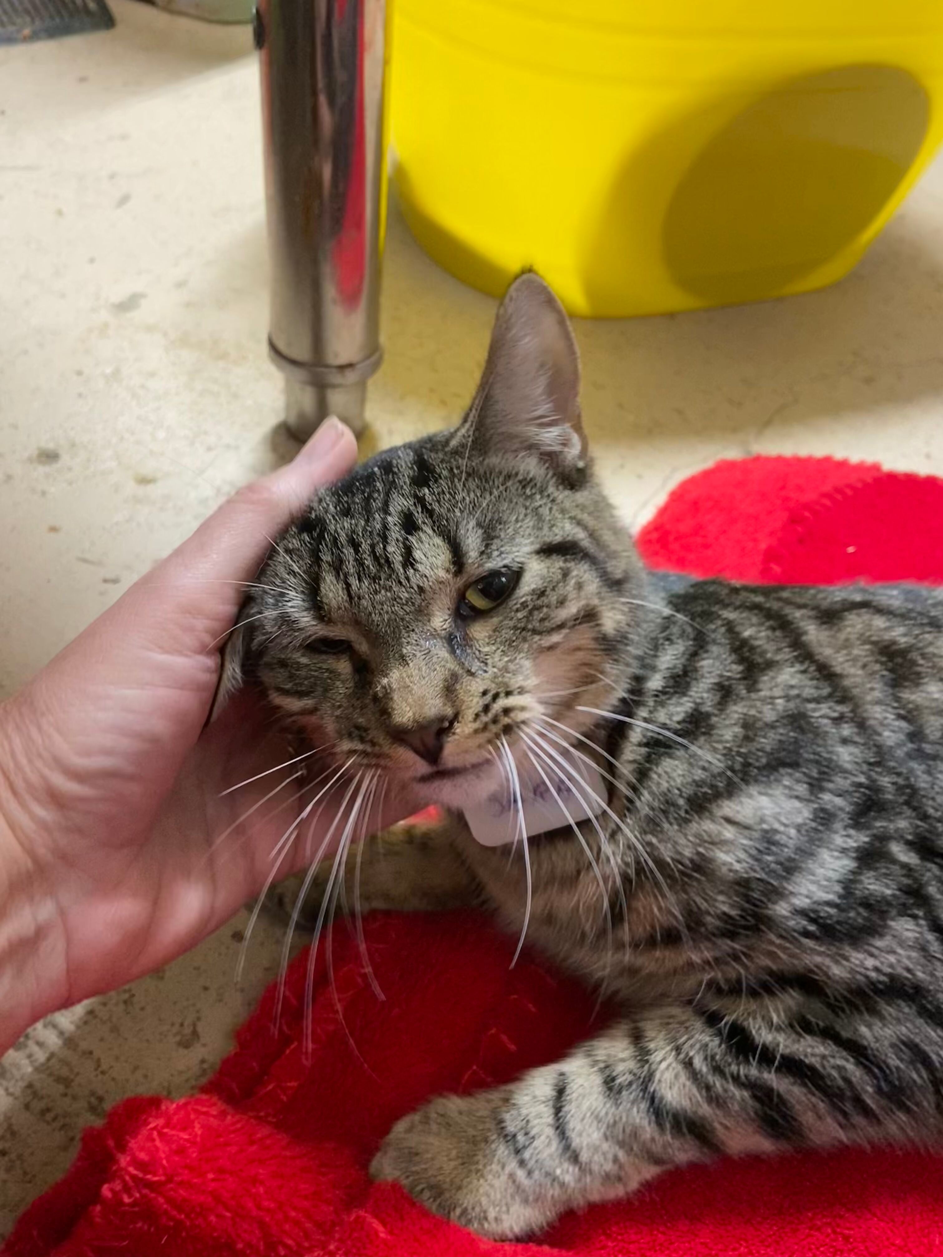 Sara, a Adoptable Domestic Short Hair in Peru, IN image 2/6