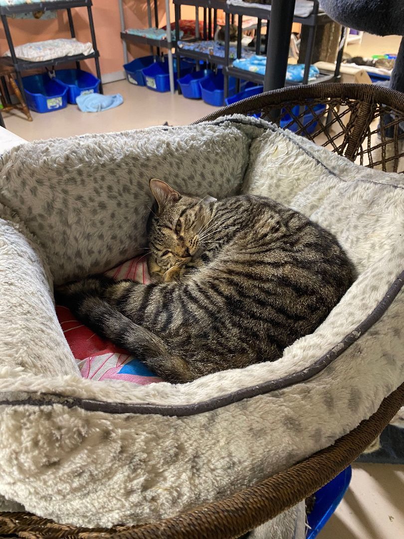 Sara, a Adoptable Domestic Short Hair in Peru, IN image 3/6