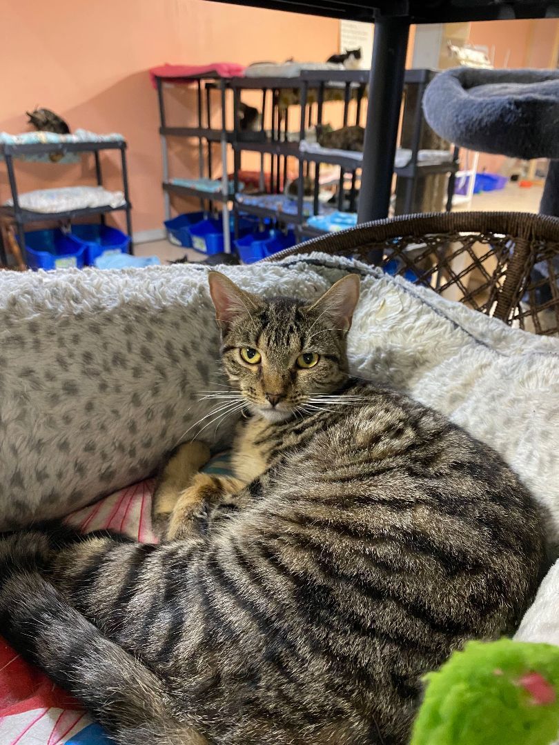 Sara, a Adoptable Domestic Short Hair in Peru, IN image 4/6