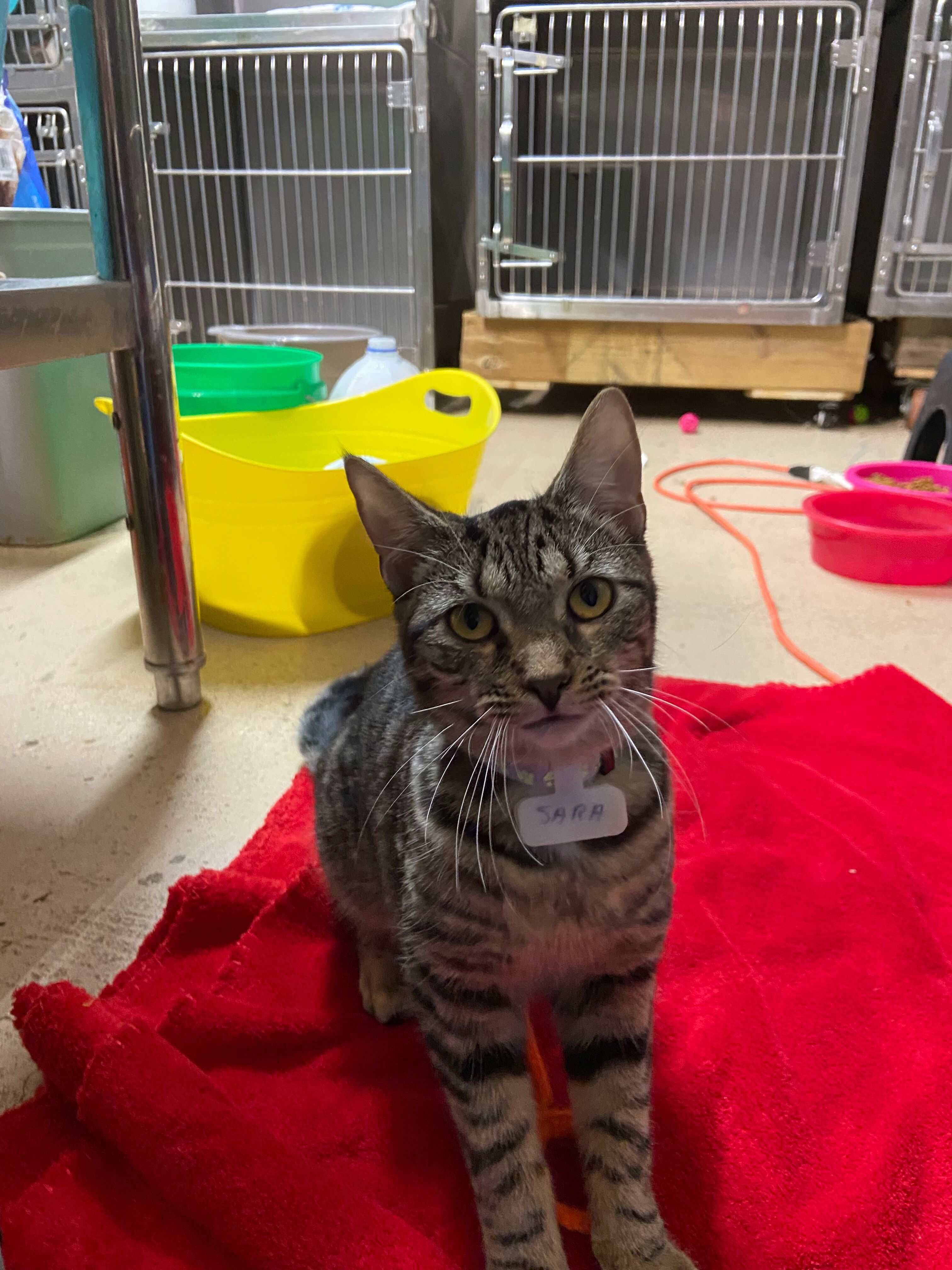 Sara, a Adoptable Domestic Short Hair in Peru, IN image 5/6