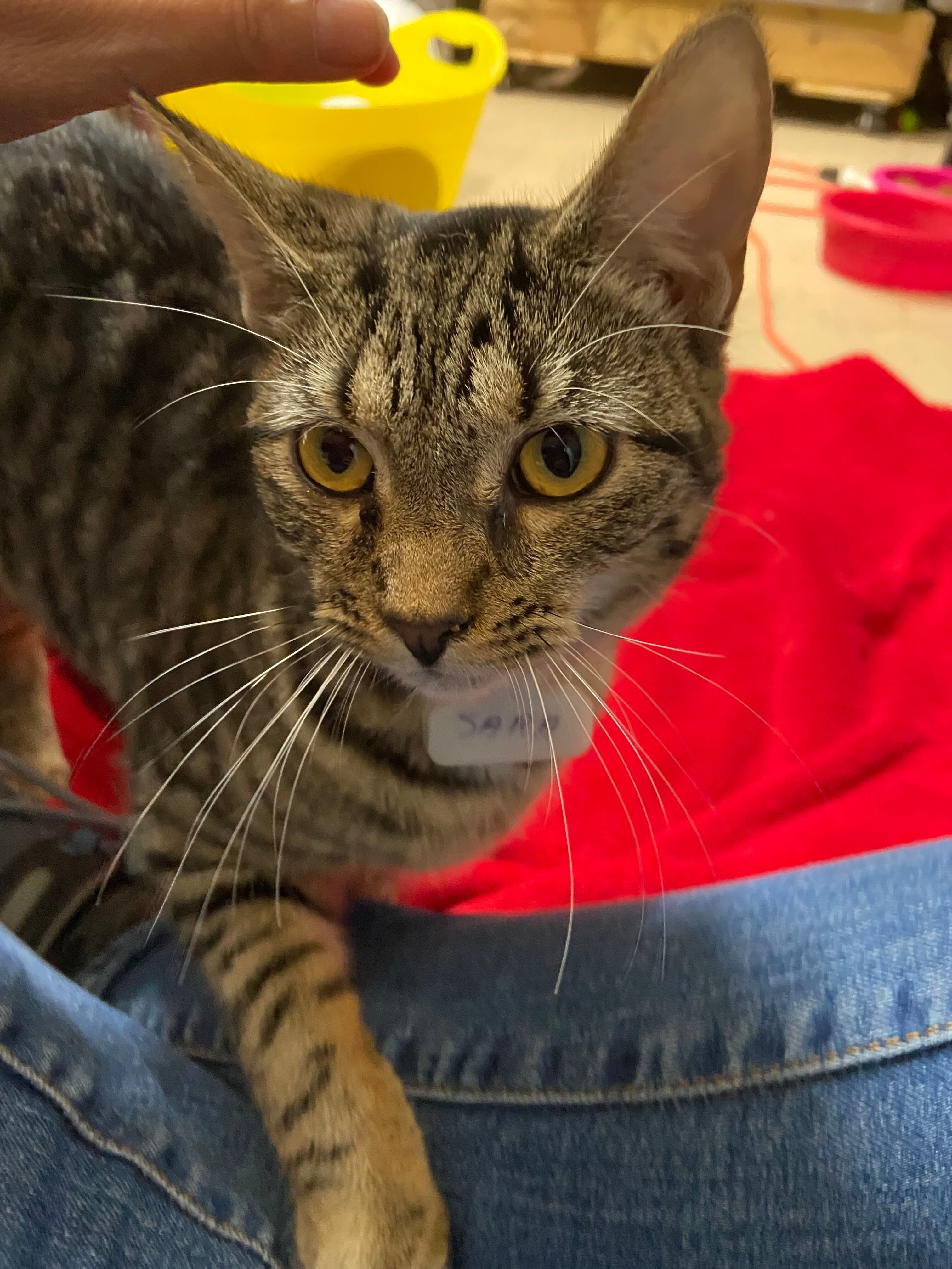 Sara, a Adoptable Domestic Short Hair in Peru, IN image 6/6