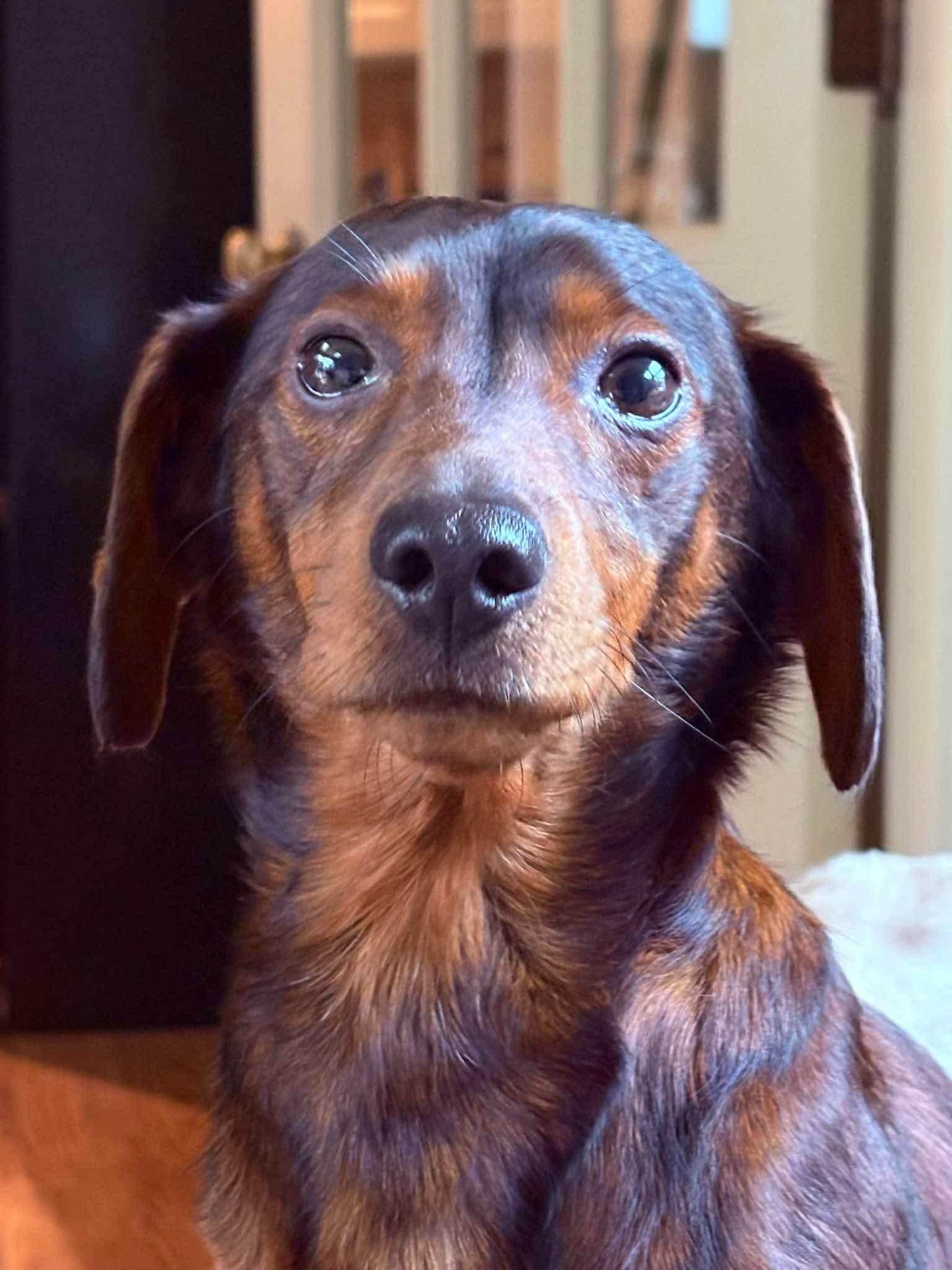 Carlos- Scroll down- read verbiage , a ADOPTABLE mixed breed in Rockford, IL image 1/4
