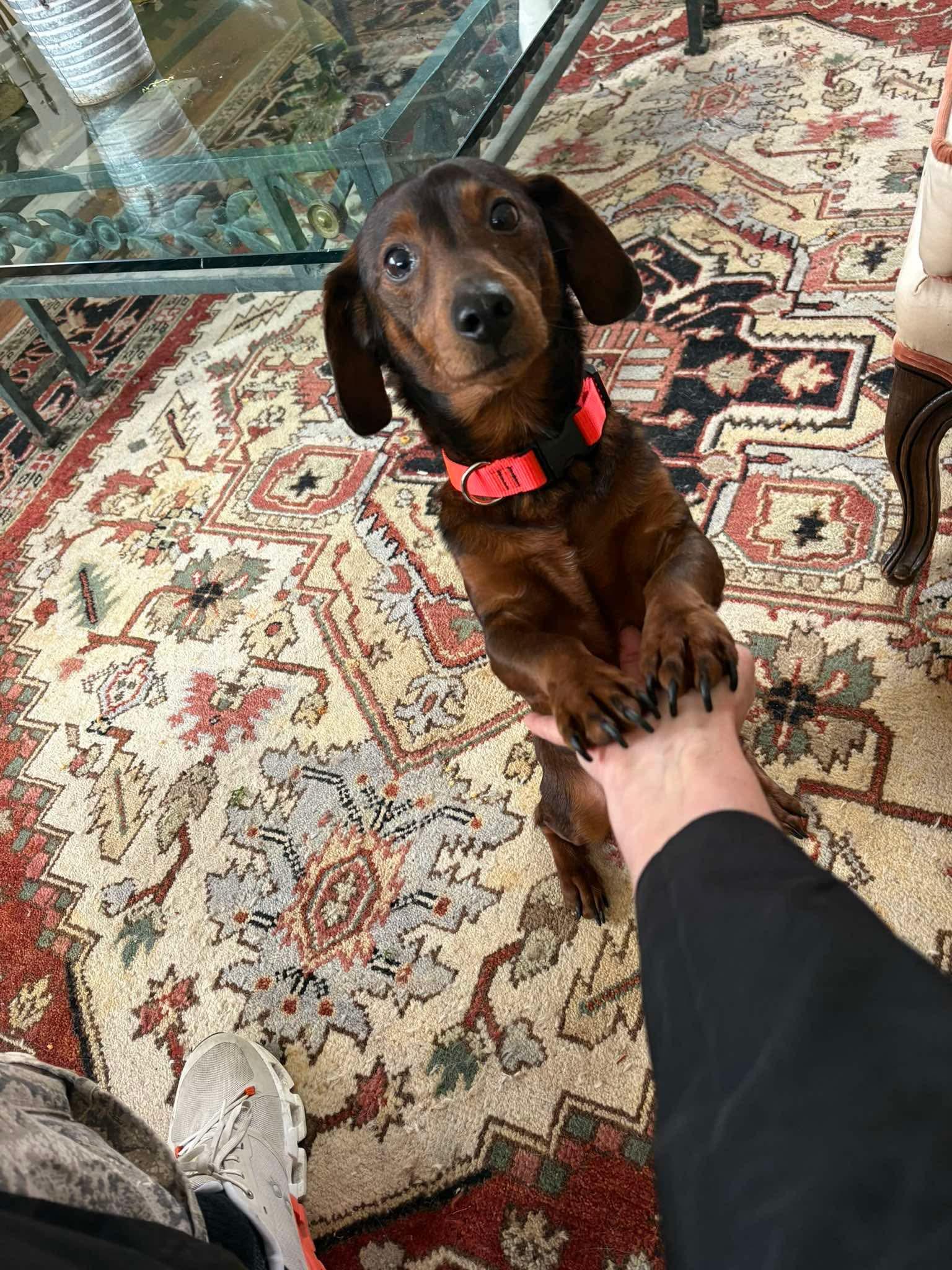 Carlos- Scroll down- read verbiage , a ADOPTABLE mixed breed in Rockford, IL image 3/4