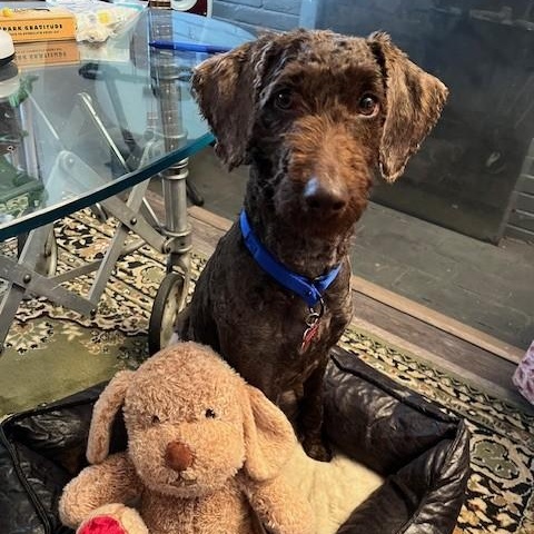 Enlarge Bessy, an adopted mixed breed in Detroit, MI image 2/4