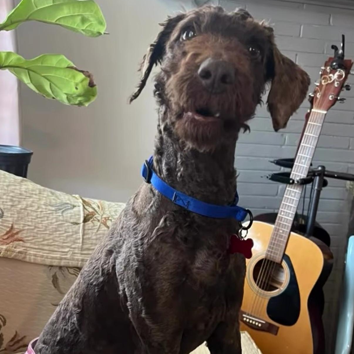 Enlarge Bessy, an adopted mixed breed in Detroit, MI image 3/4